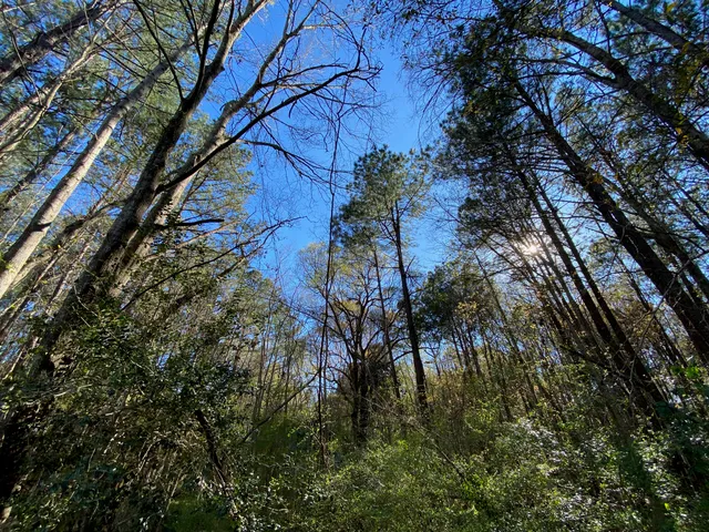 $1,500,000 | 0 South Winter Street, Moncks Corner, SC 29461