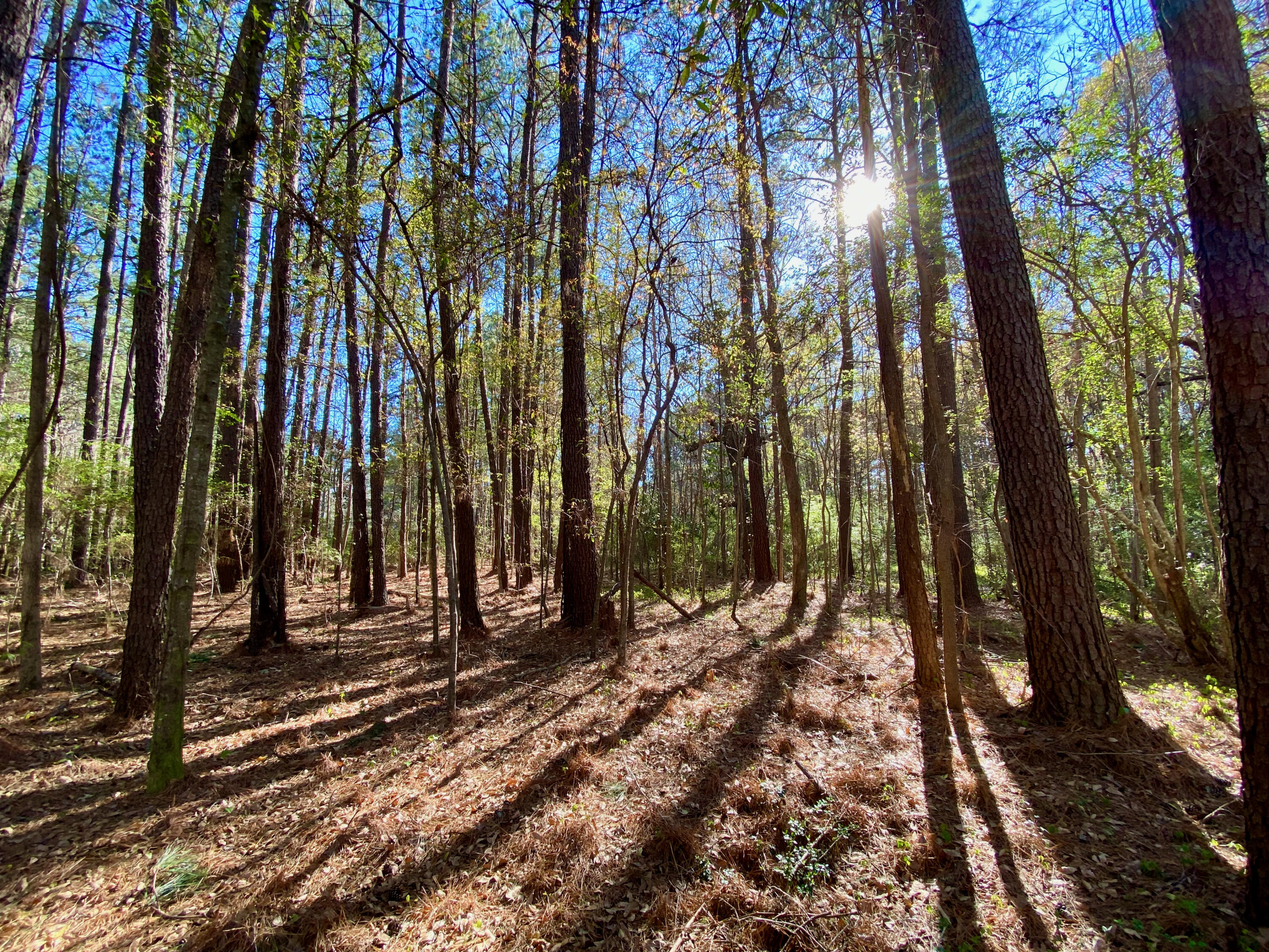 0 South Winter Street Moncks Corner, SC 29461 - Photo 2 of 9 IMG_5895