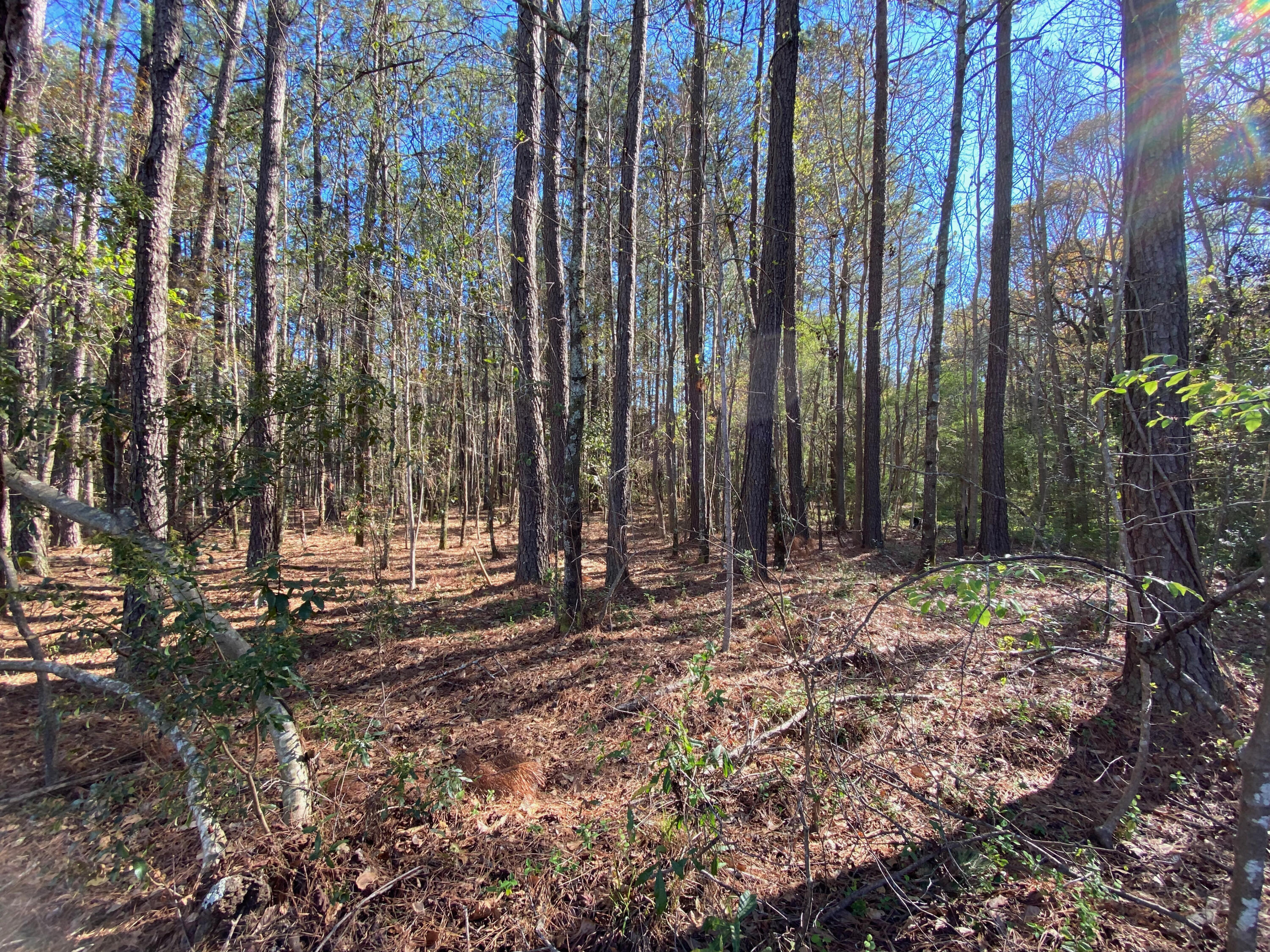 0 South Winter Street Moncks Corner, SC 29461 - Photo 3 of 9 IMG_5890