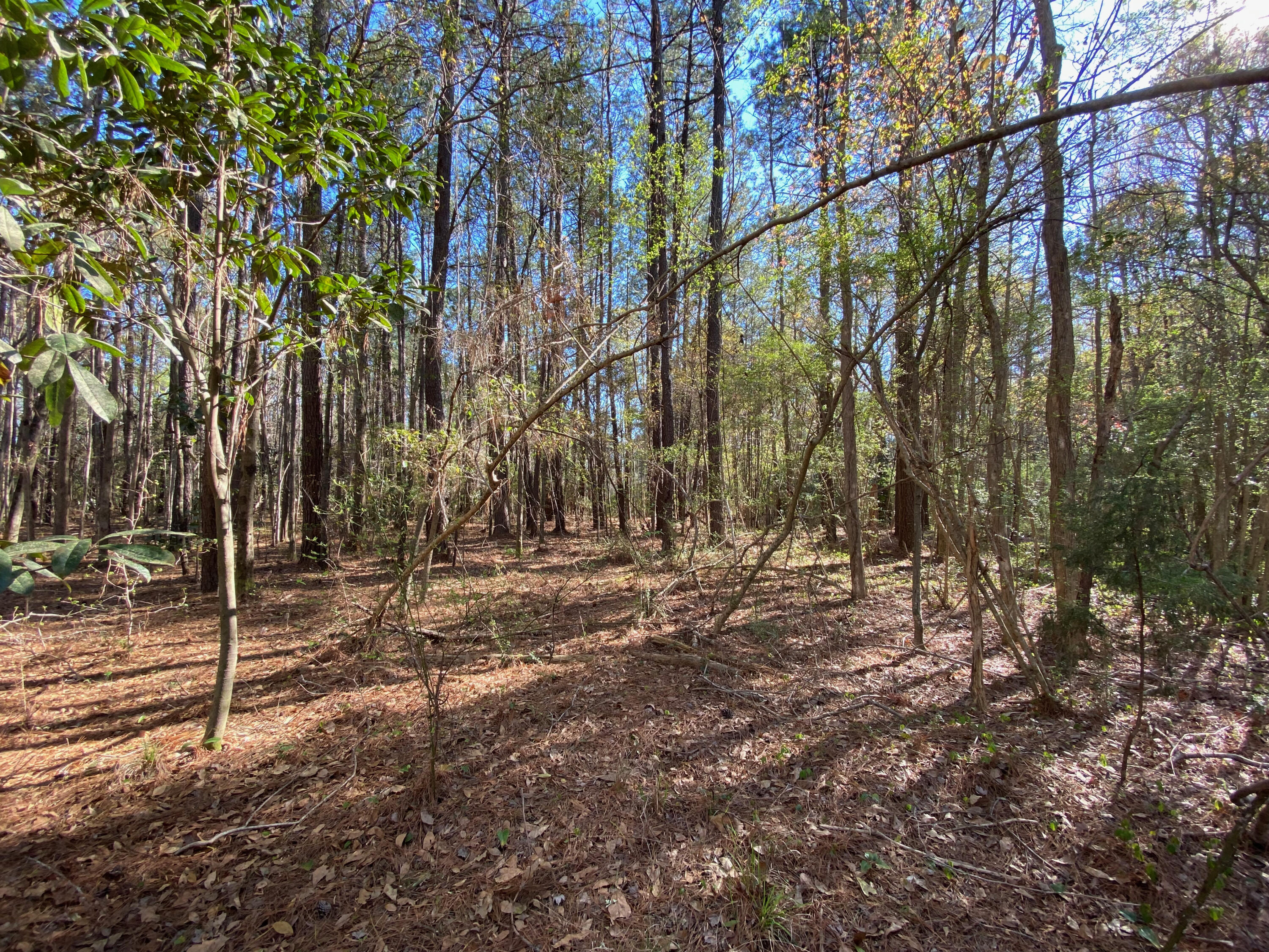 0 South Winter Street Moncks Corner, SC 29461 - Photo 5 of 9 IMG_5894