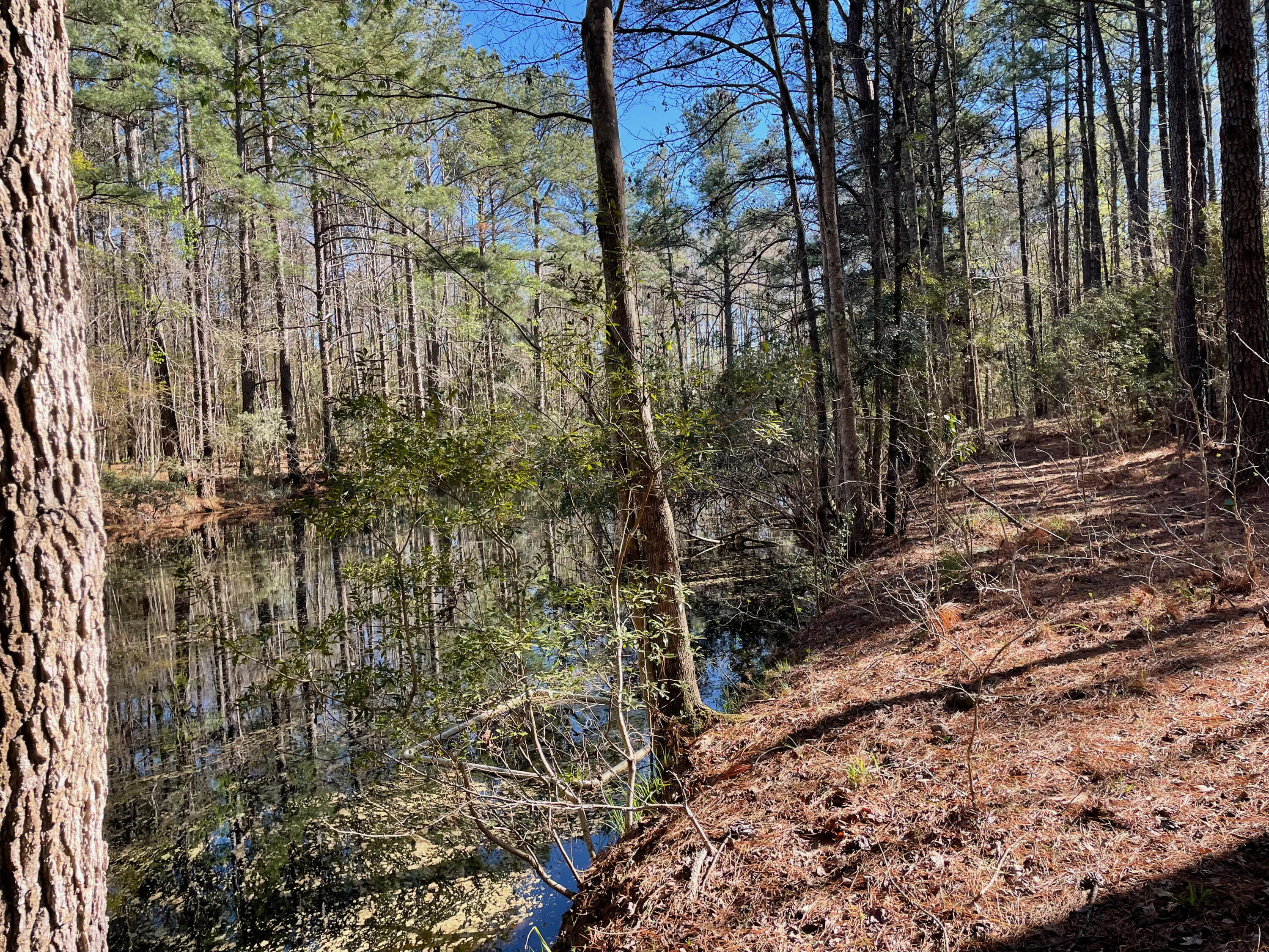 0 South Winter Street Moncks Corner, SC 29461 - Photo 6 of 9 IMG_7207