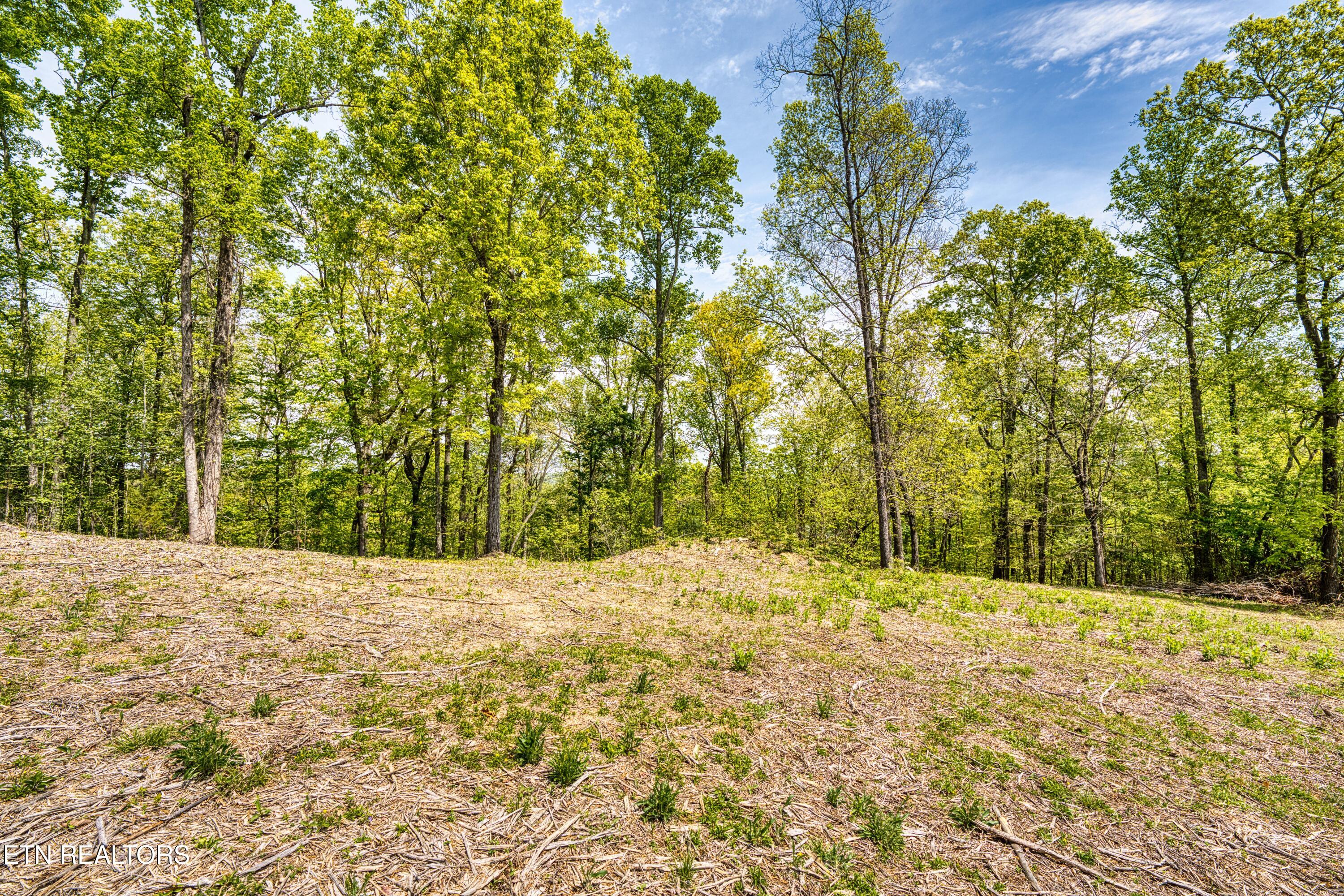 1003 Sheerwater Road Kingston, TN 37763 - Photo 6 of 14 Wooded area