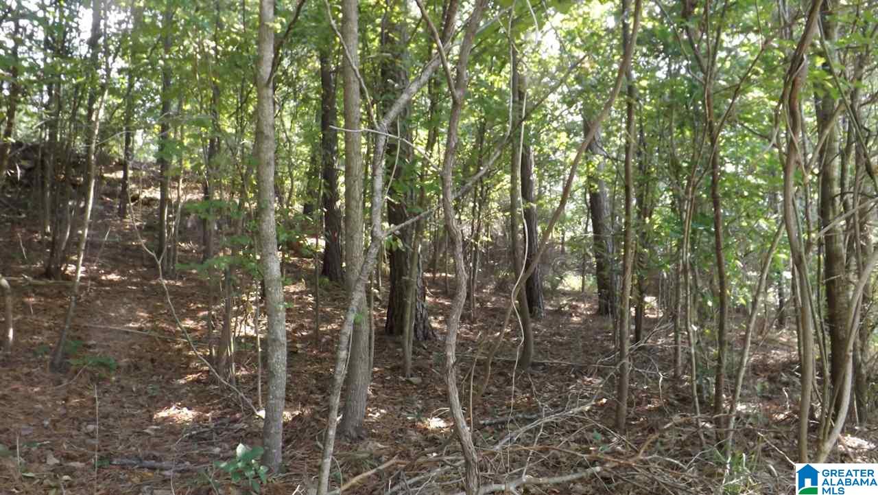 0 Quail Ridge Road, Unit 1 Oneonta, AL 35121 - Photo 10 of 18