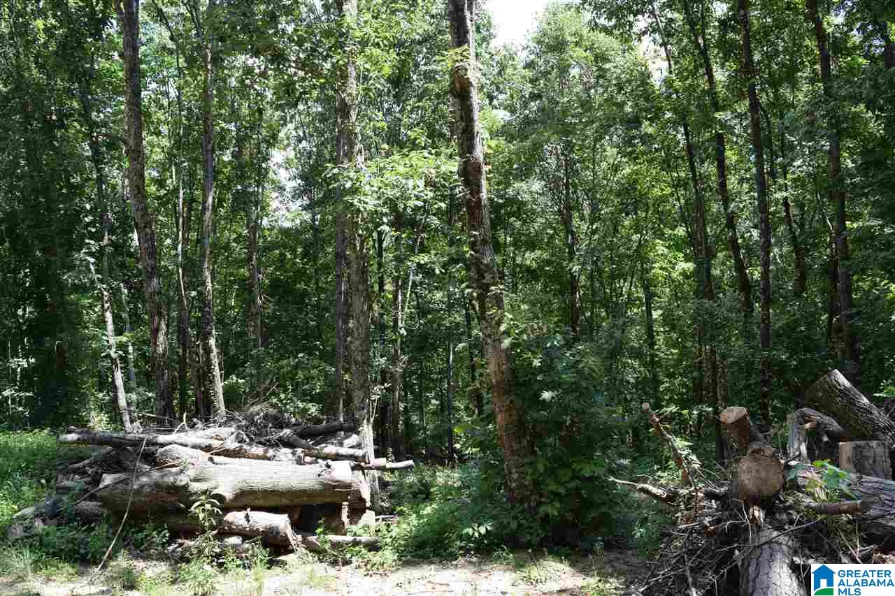 730 Rickwood Cavern Road Warrior, AL 35180 - Photo 5 of 14