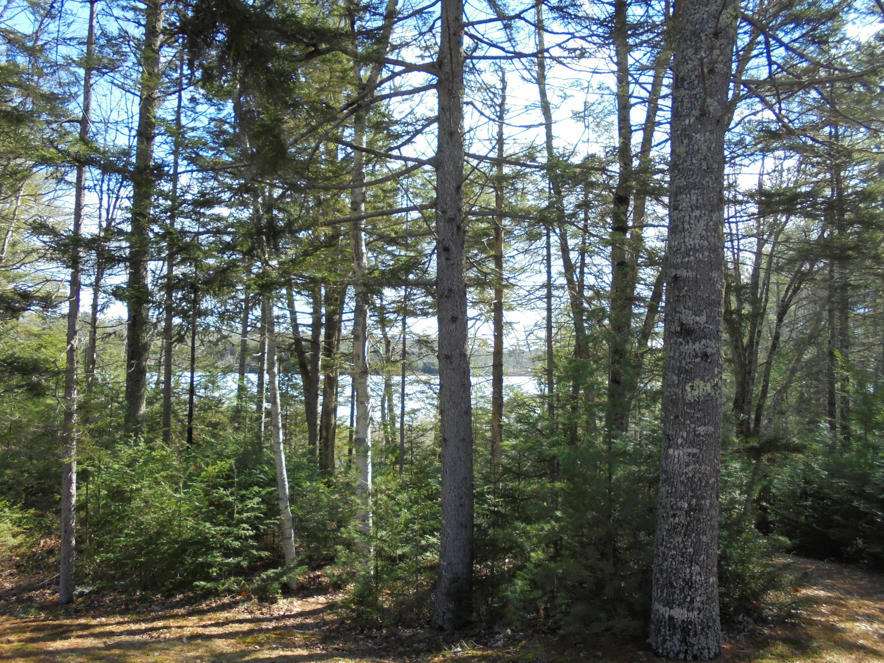 124 Decorum Road Surry, ME 04684 - Photo 35 of 41 DSC00776