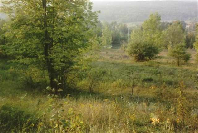 0 Hickory Tree Road Gilboa, NY 12076 - Photo 4 of 7 Photo 4