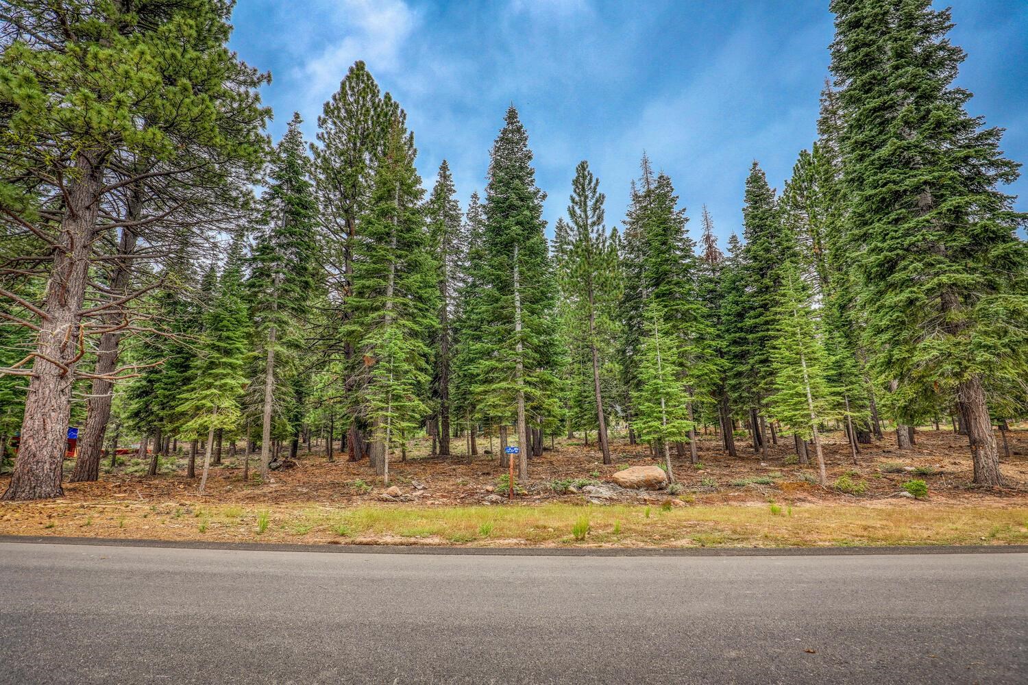 a view of a yard with a trees