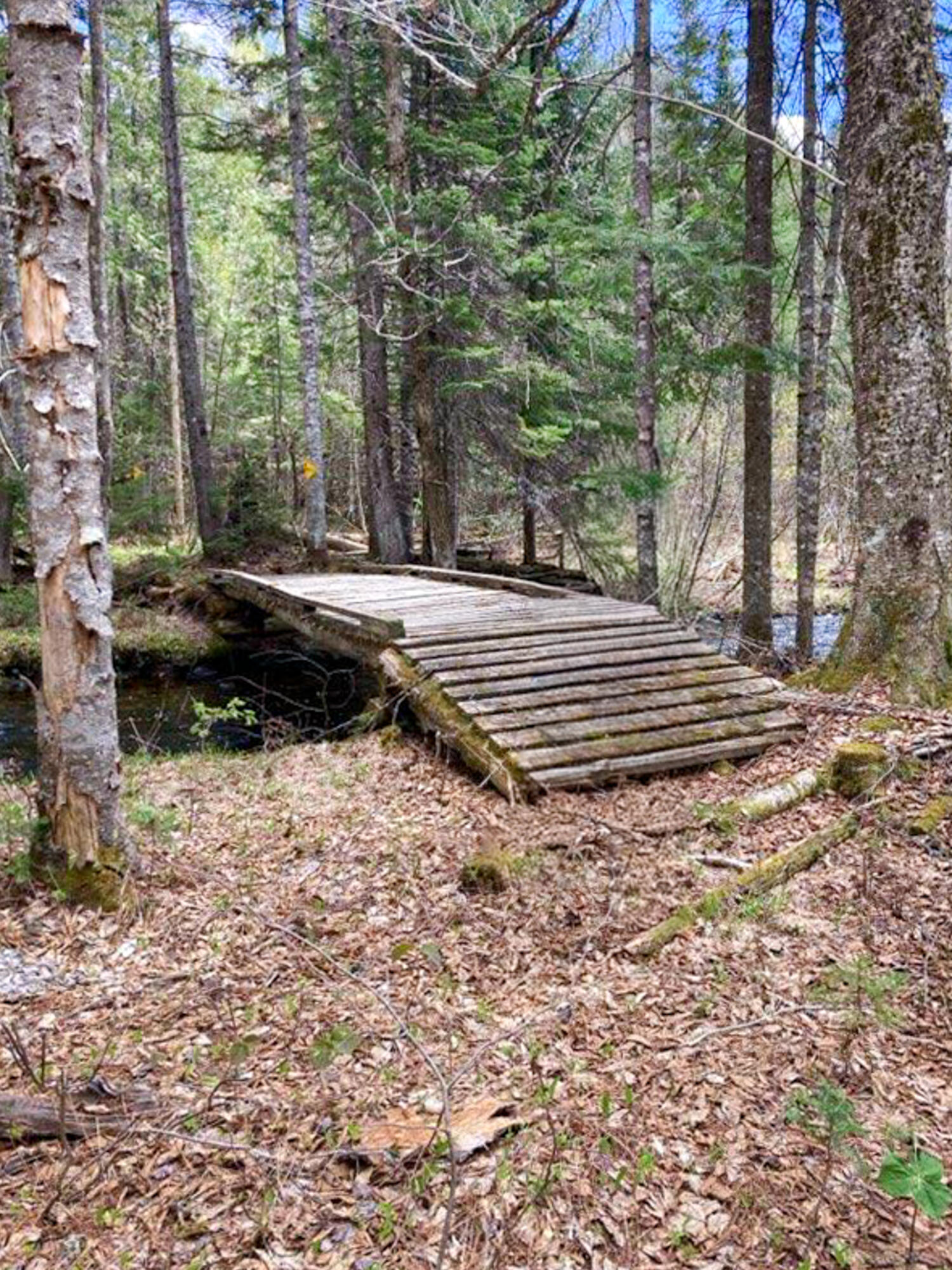 164 Indian Stream Road Kingfield, ME 04947 - Photo 38 of 60 77-P974VNN-CP-101