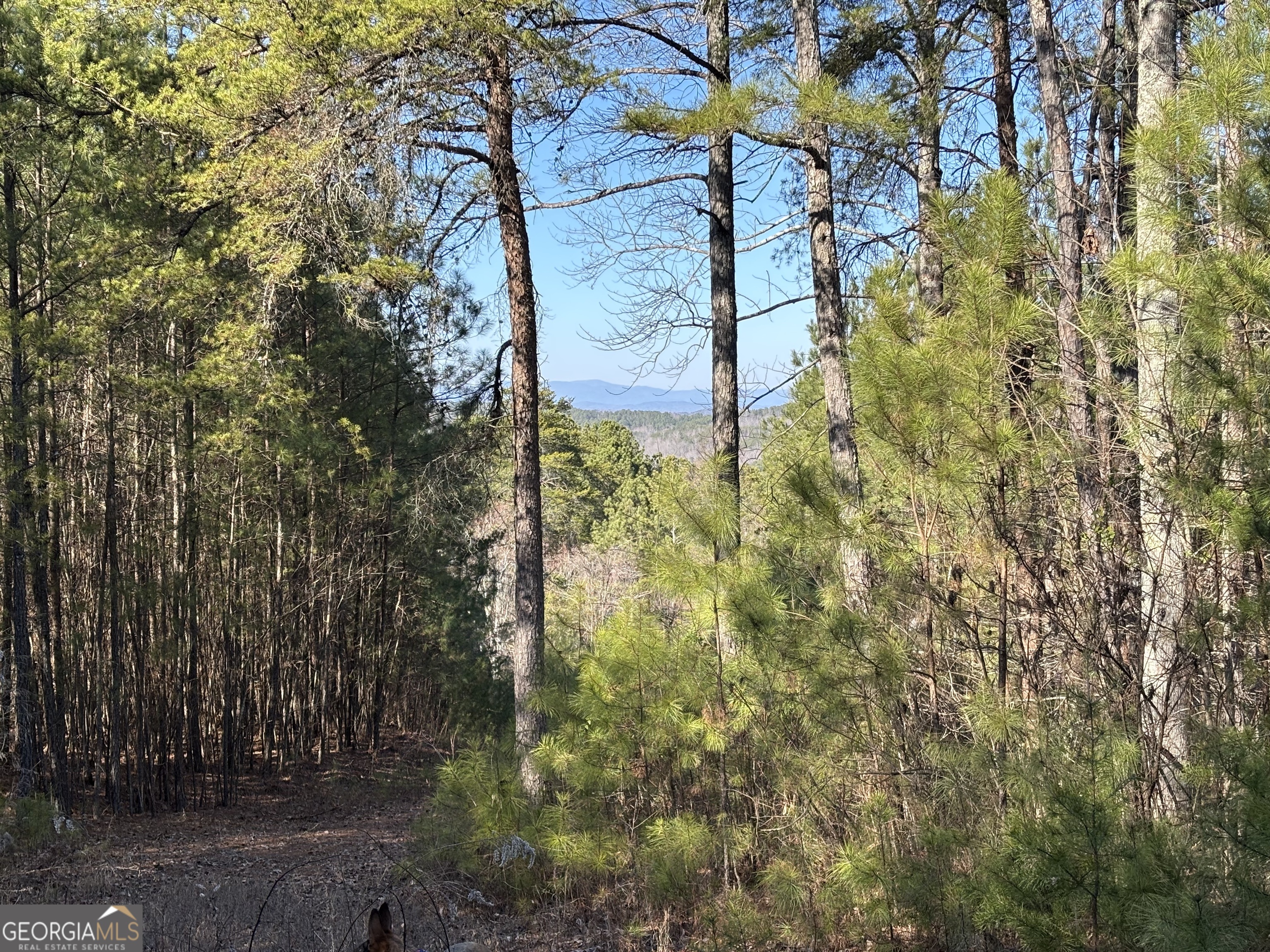 3-west Dry Pond Road, Unit LOT #3 WEST Ranger, GA 30734 - Photo 4 of 16 a backyard of a building with large trees