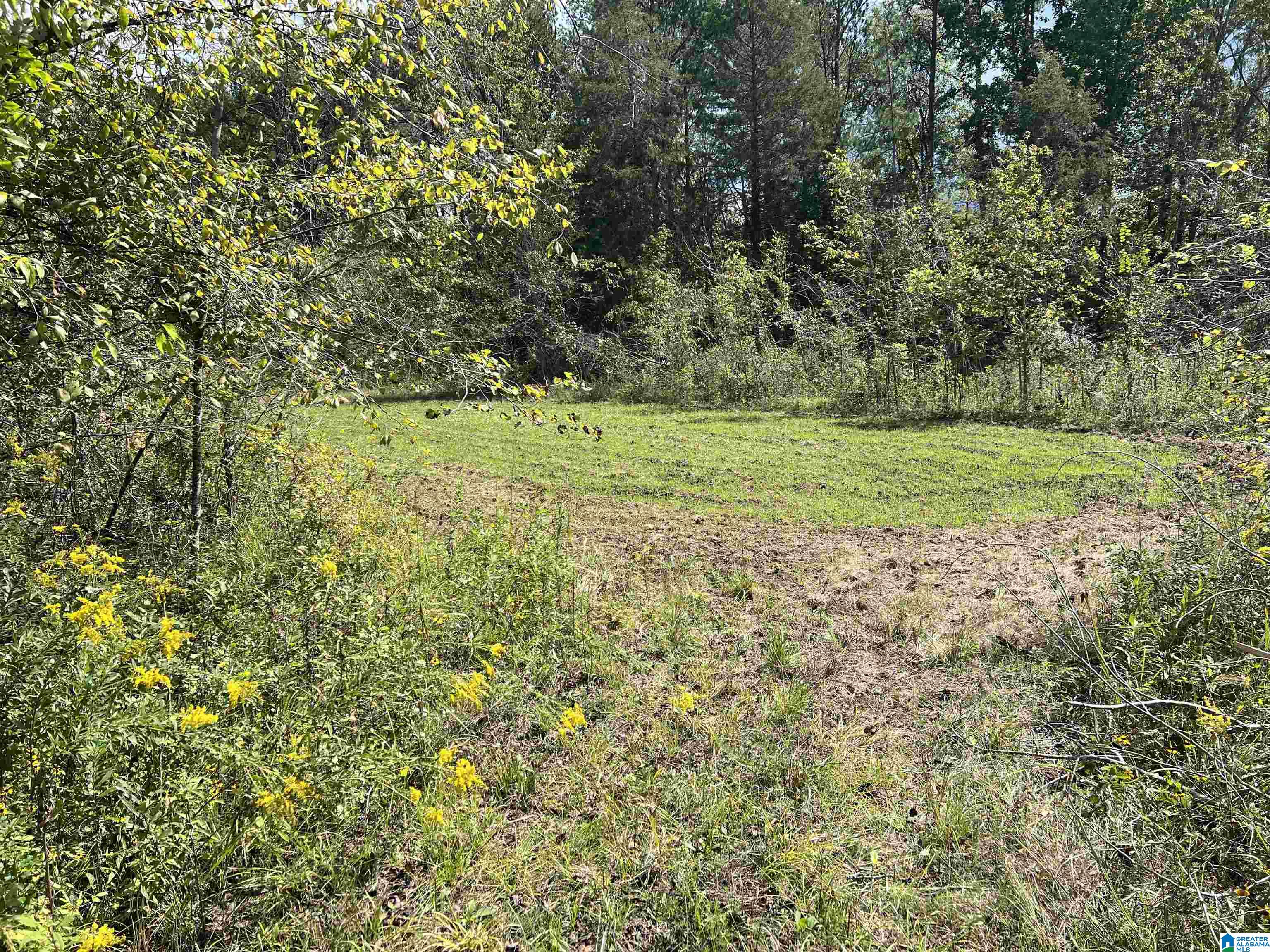 0 Sweatt Road Steele, AL 35987 - Photo 9 of 11