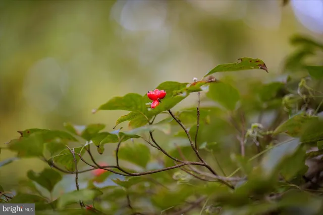 $425,000 | 203 West Market Street, Snow Hill, MD 21863