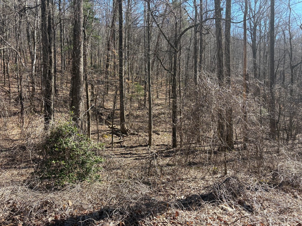 Lots Lots Rich Mountain Road Ellijay, GA 30540 - Photo 13 of 16 Gallery Image 13