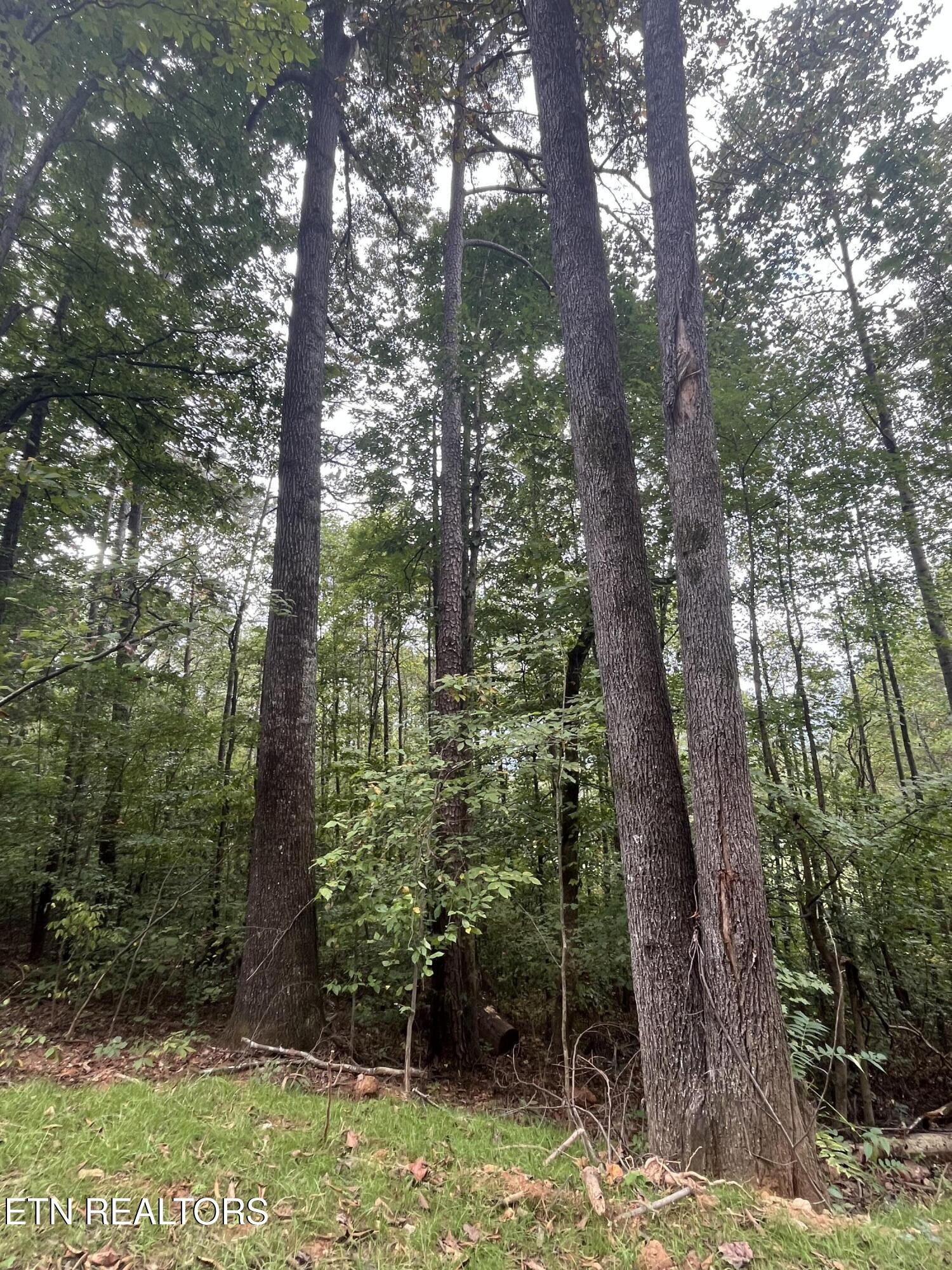 0 Cr 67 Road Riceville, TN 37370 - Photo 26 of 50 Gallery Image 26