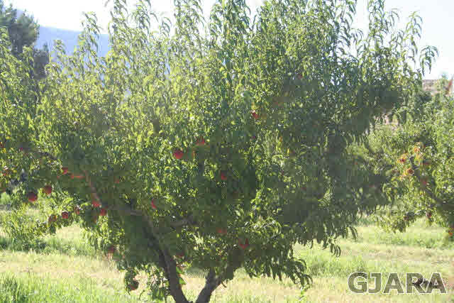 3839 G Road Palisade, CO 81526 - Photo 9 of 13 a view of a yard