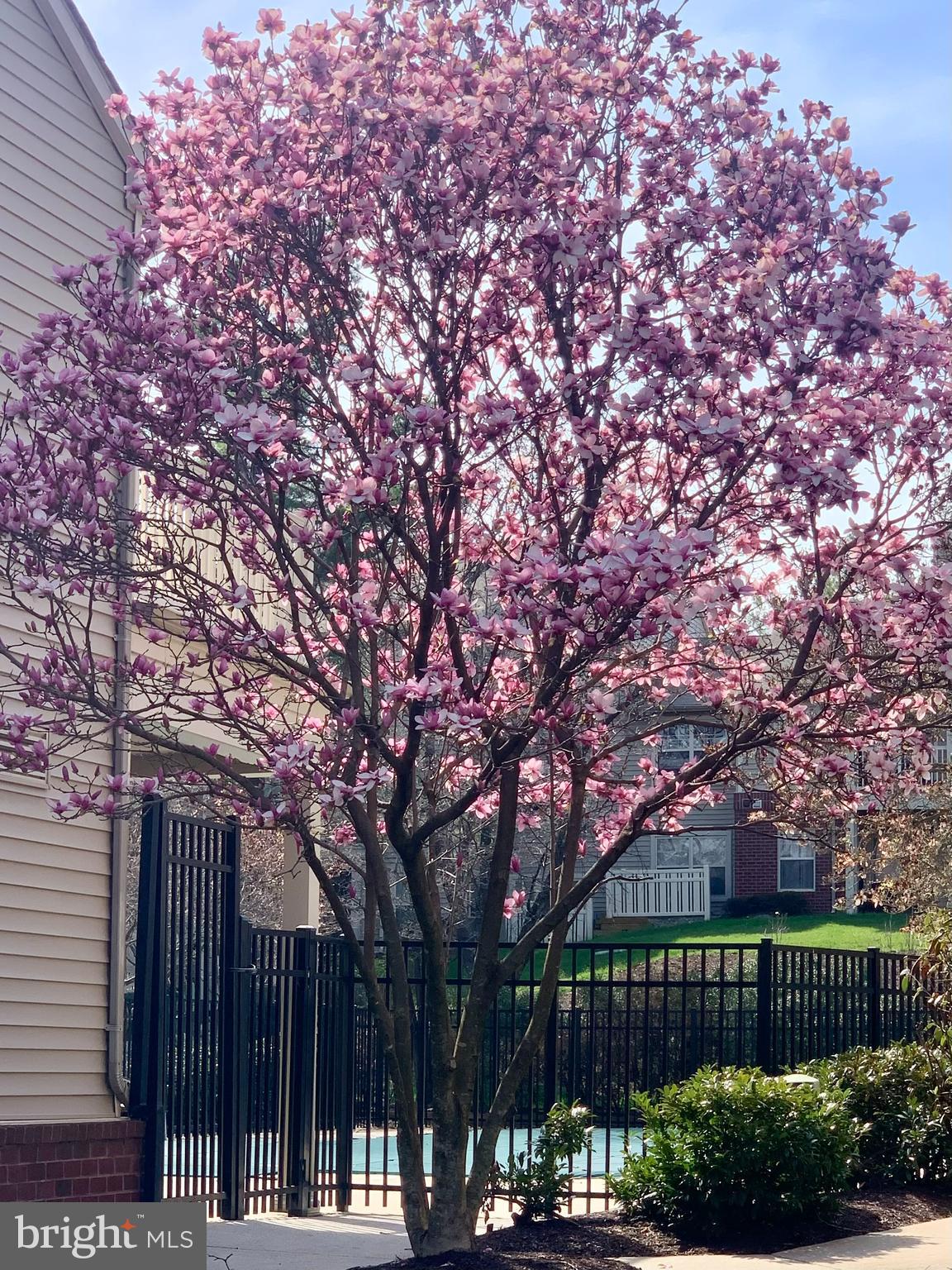 1702 Ascot Way, Unit F Reston, VA 20190 - Photo 6 of 6 Beautiful mature trees throughout