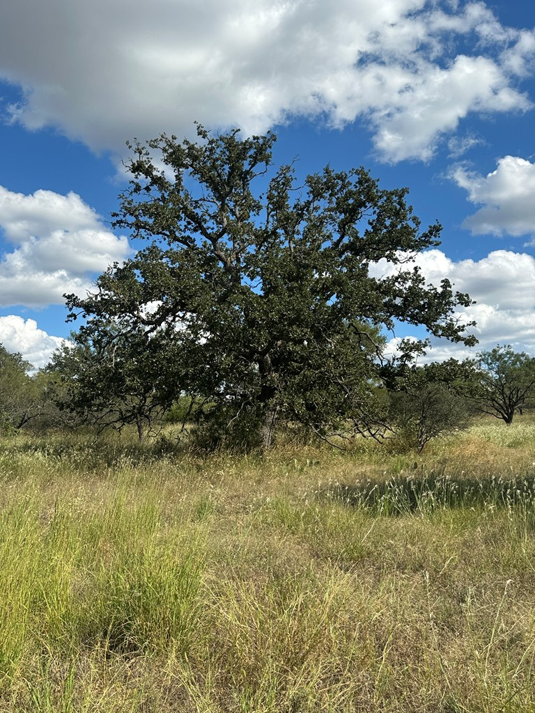 0 Ranch Road 1723 Mason, TX 76856 - Photo 11 of 50 a view of a yard