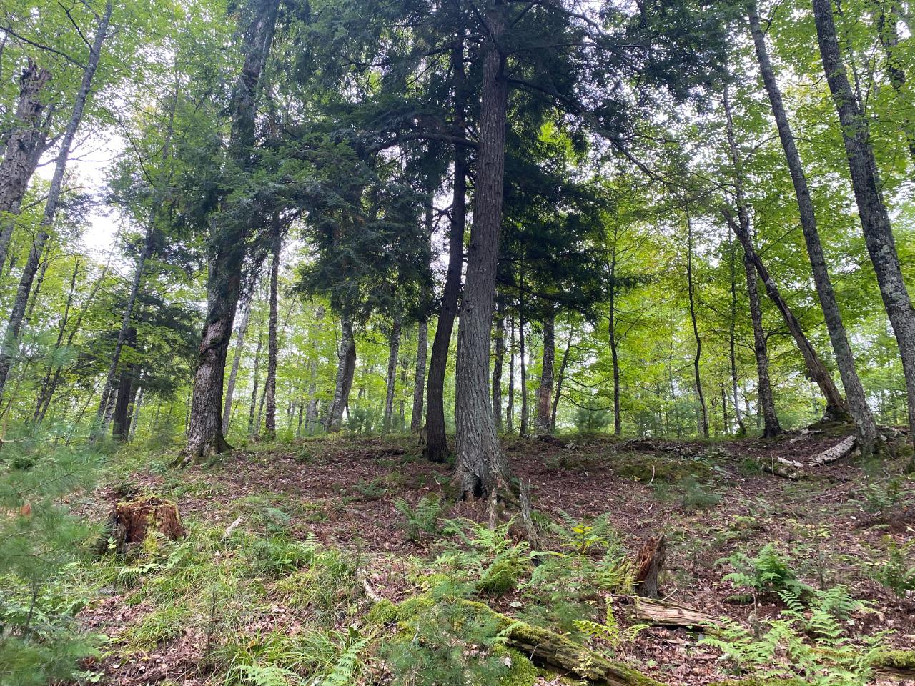 Lot 23 Grace Lake Road Watersmeet, MI 49969 - Photo 16 of 25 Gallery Image 16