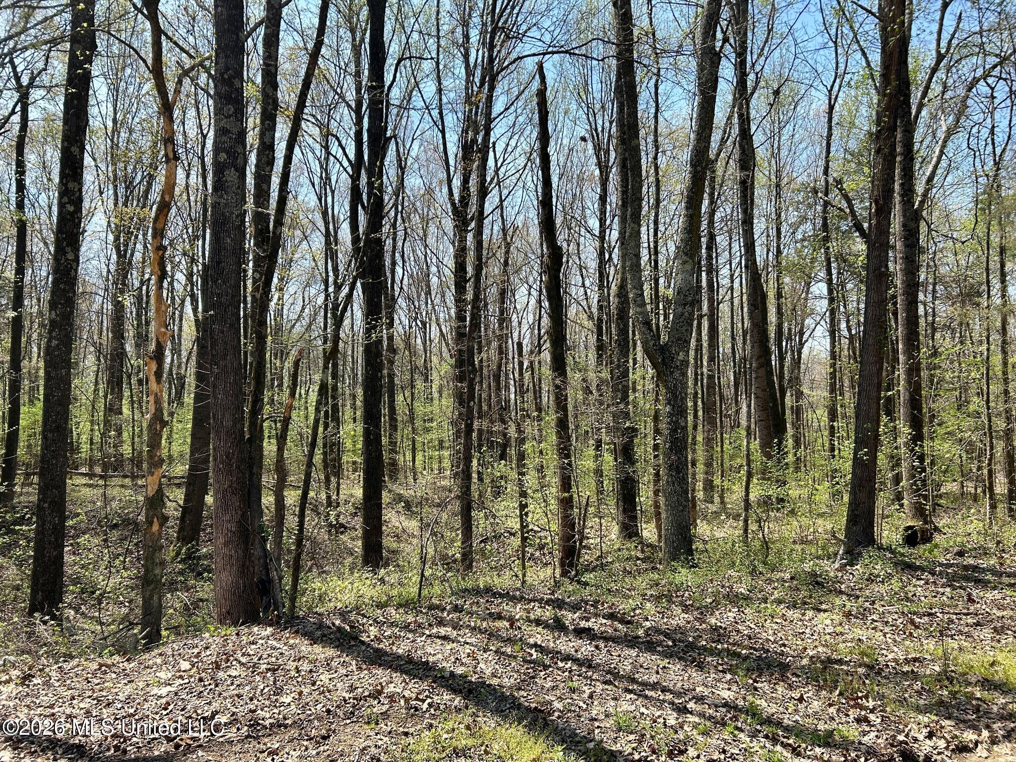 2250 Bend Road Coldwater, MS 38618 - Photo 12 of 13 IMG_8940