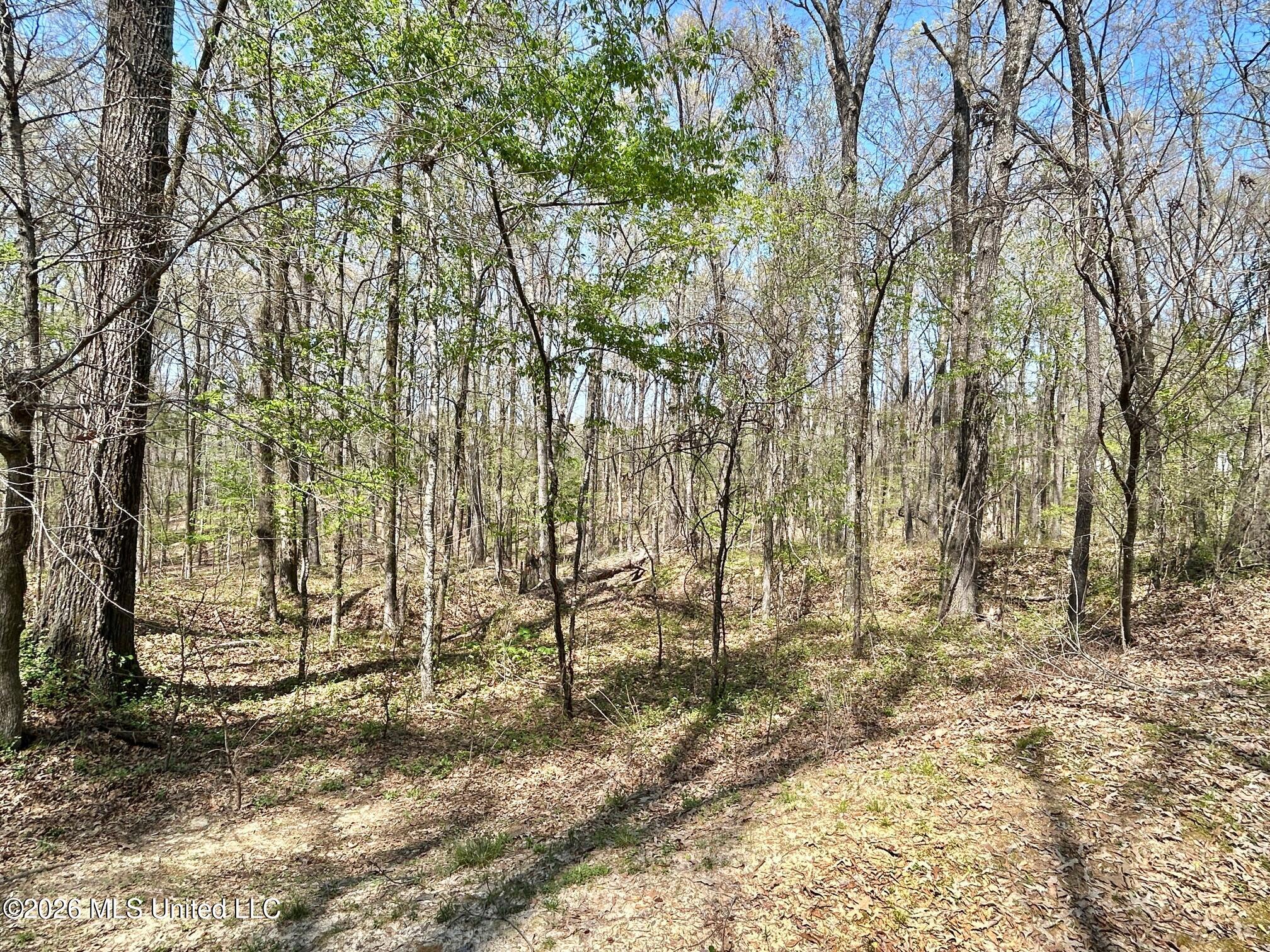2250 Bend Road Coldwater, MS 38618 - Photo 7 of 13 IMG_8935