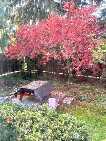 a view of a flower in a yard