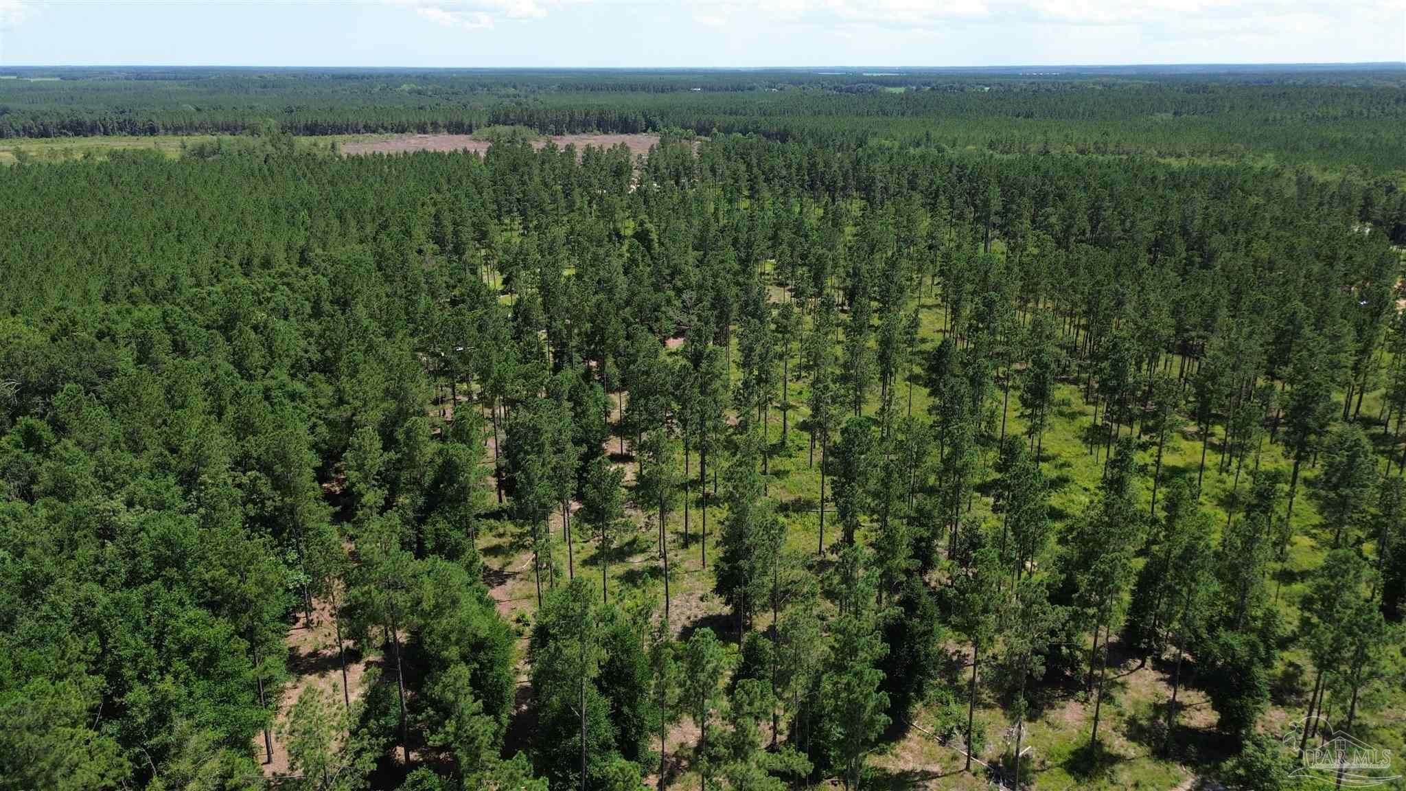 Lot 15 Pineview Church Road Jay, FL 32565 - Photo 11 of 19