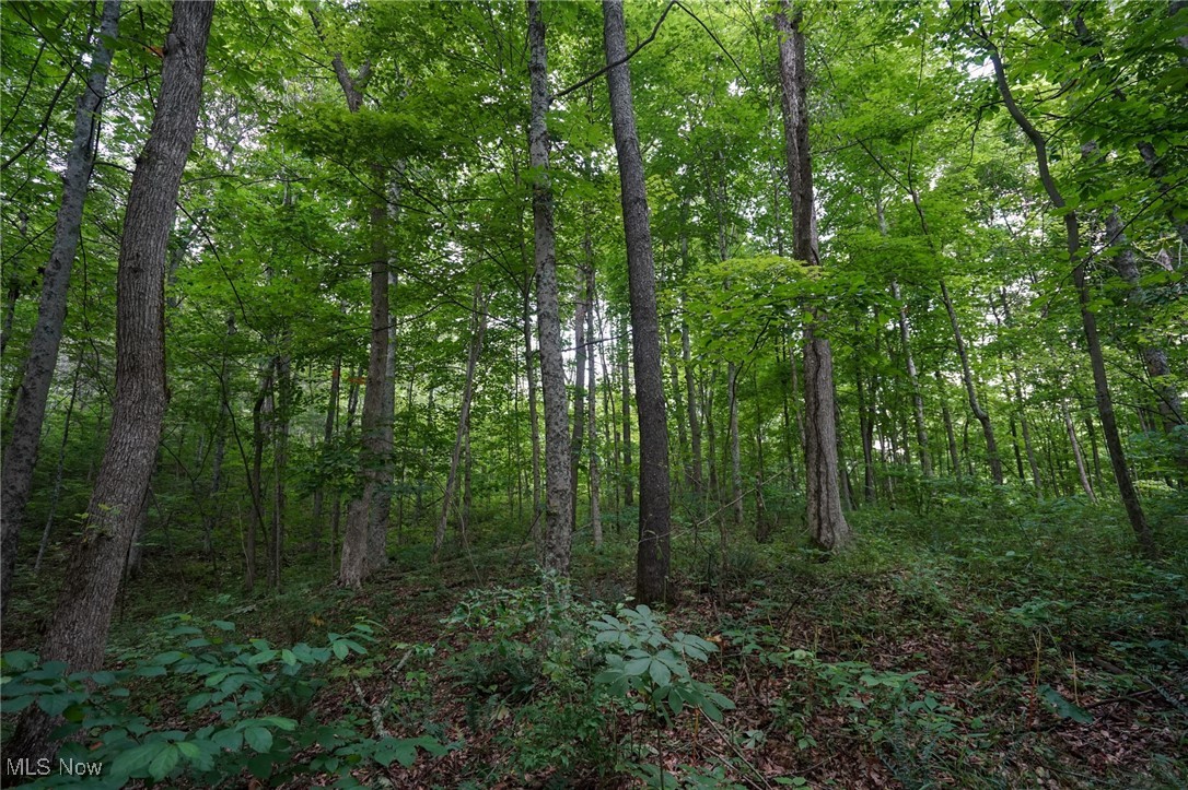 34799 Paw Road Lower Salem, OH 45745 - Photo 36 of 50 View of tree filled area