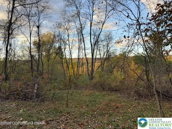 a view of a forest filled with trees