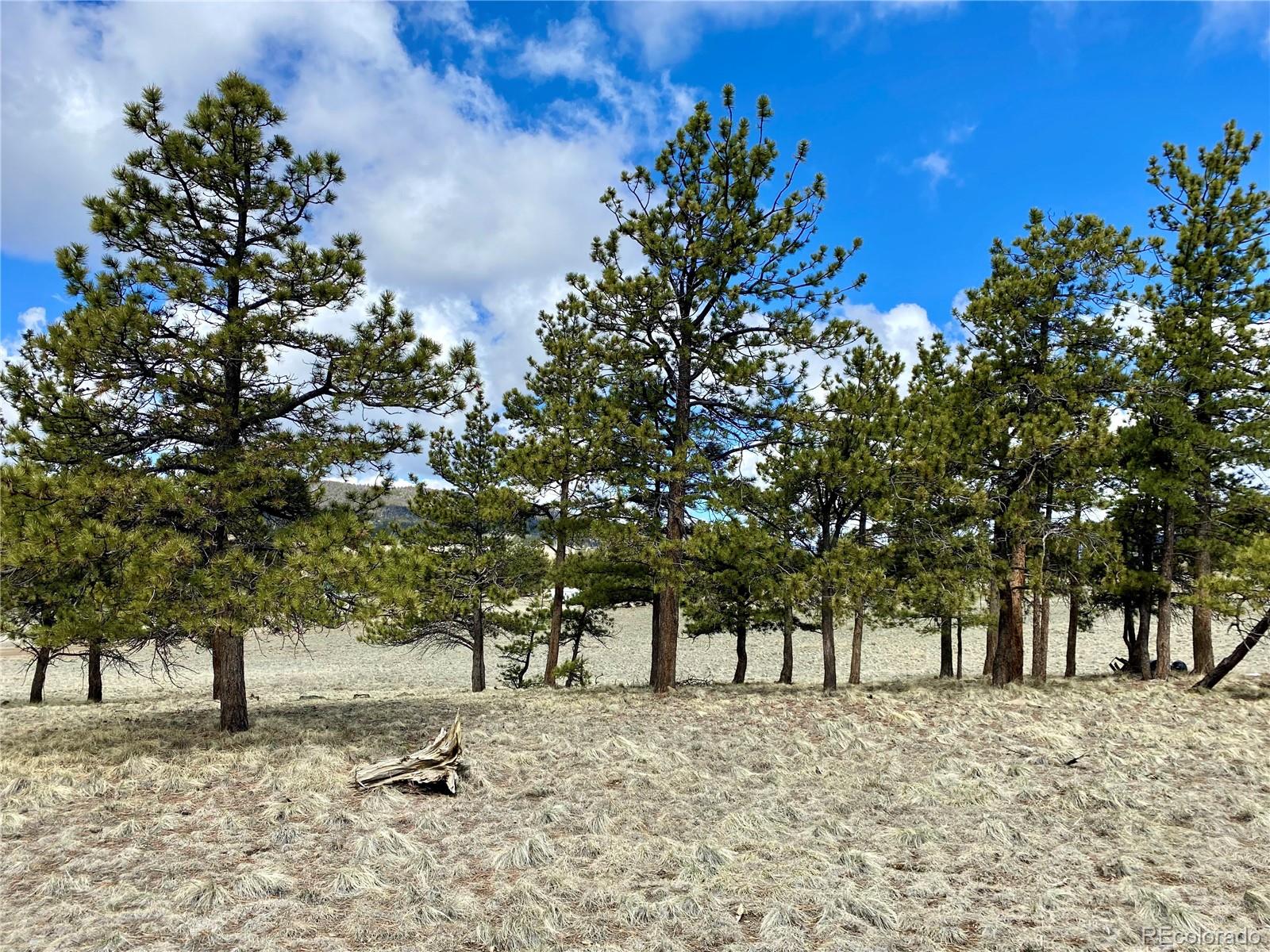 0 Oahu Road Hartsel, CO 80449 - Photo 2 of 47 a view of a yard with plants and trees