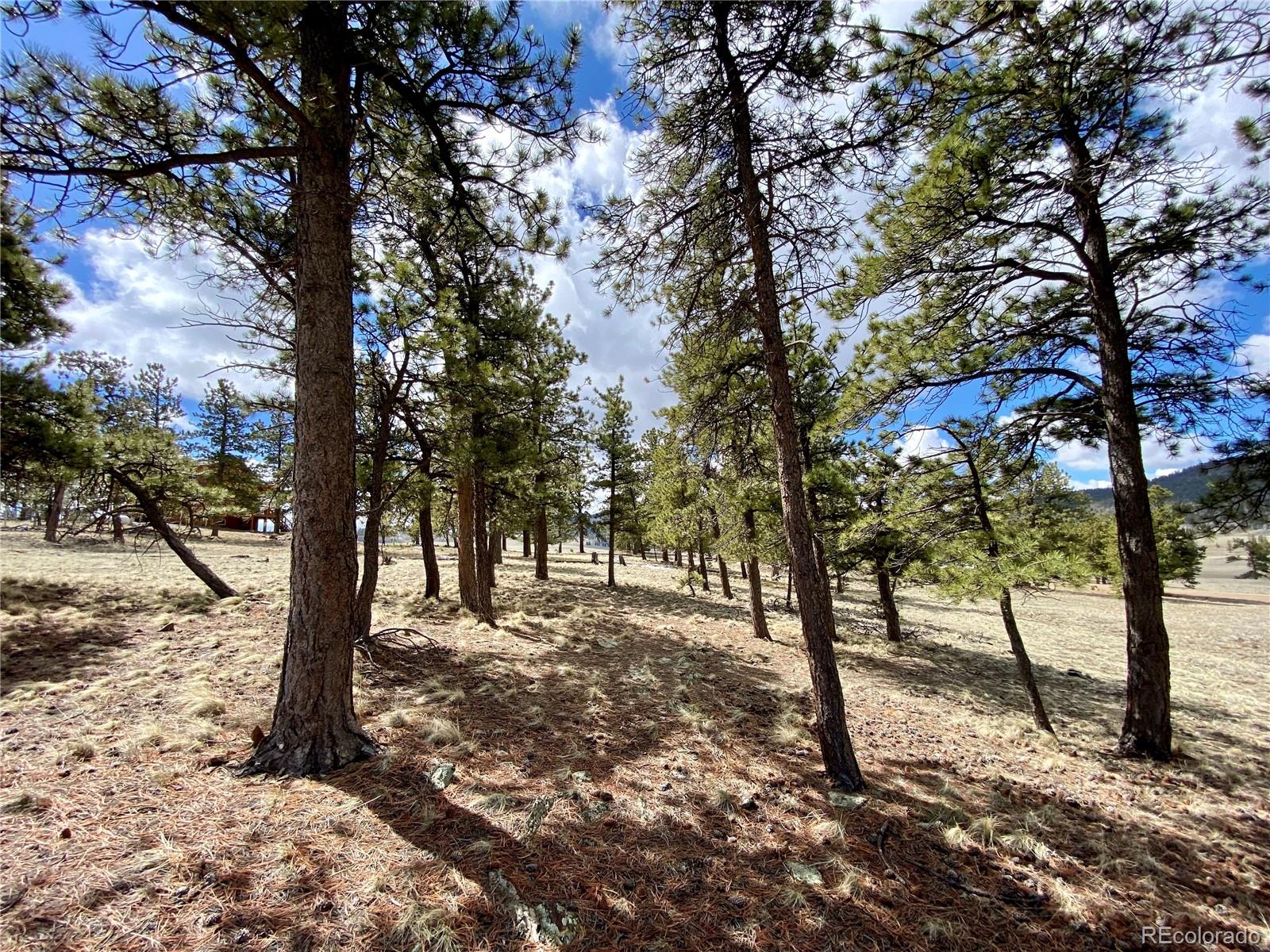 0 Oahu Road Hartsel, CO 80449 - Photo 23 of 47 a view of outdoor space with lots of trees