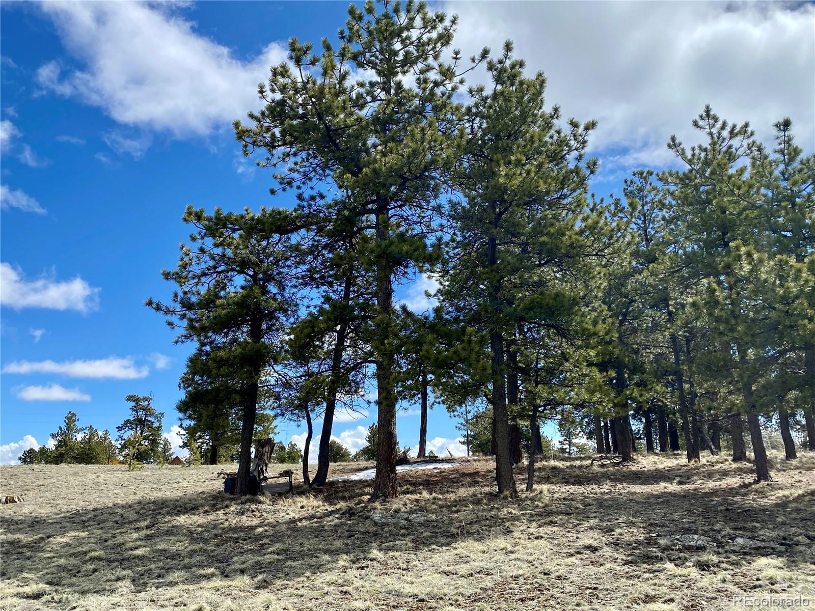 0 Oahu Road Hartsel, CO 80449 - Photo 24 of 47 a picture of tree
