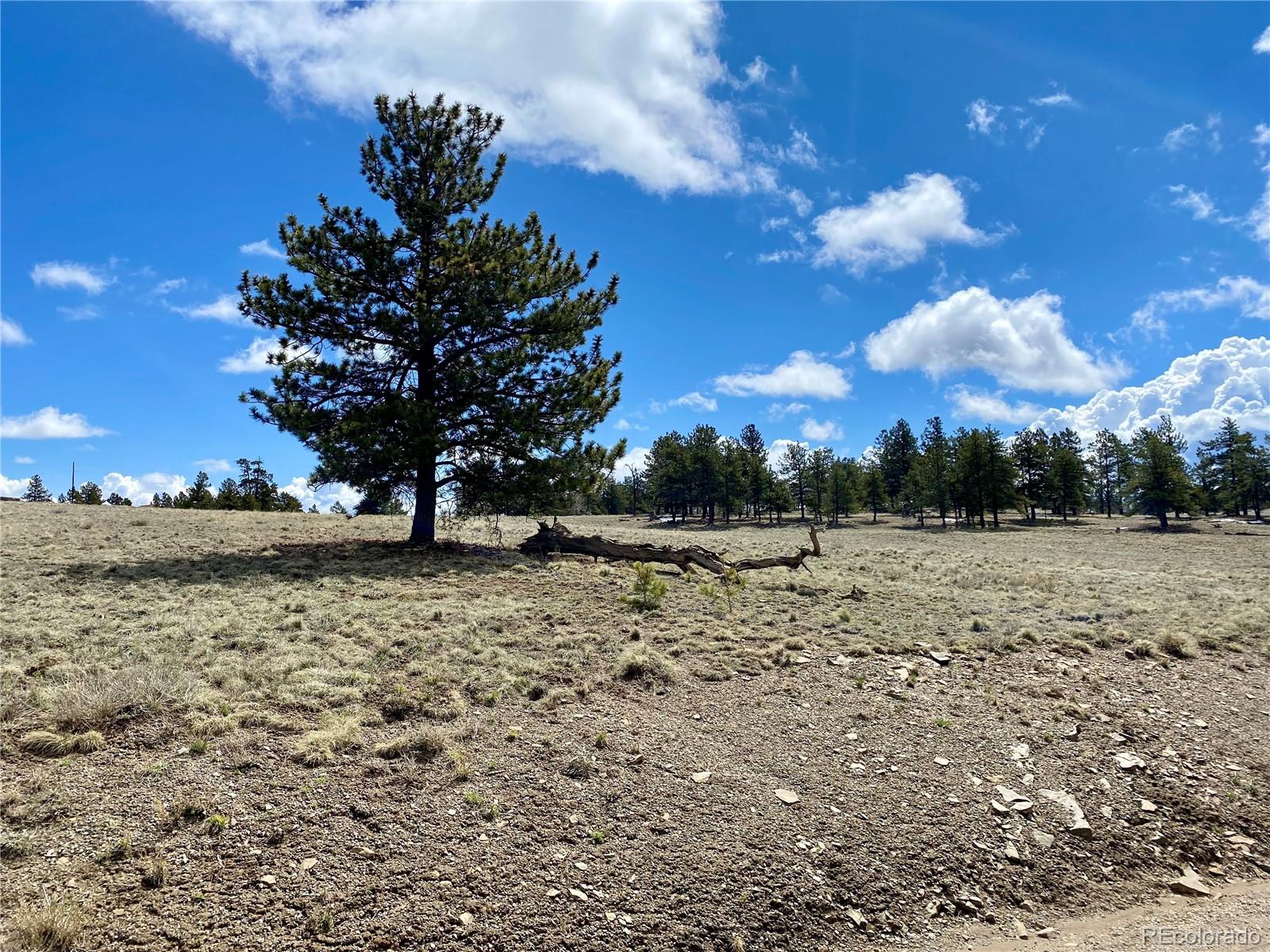 0 Oahu Road Hartsel, CO 80449 - Photo 28 of 47 a view of dirt yard with a large tree