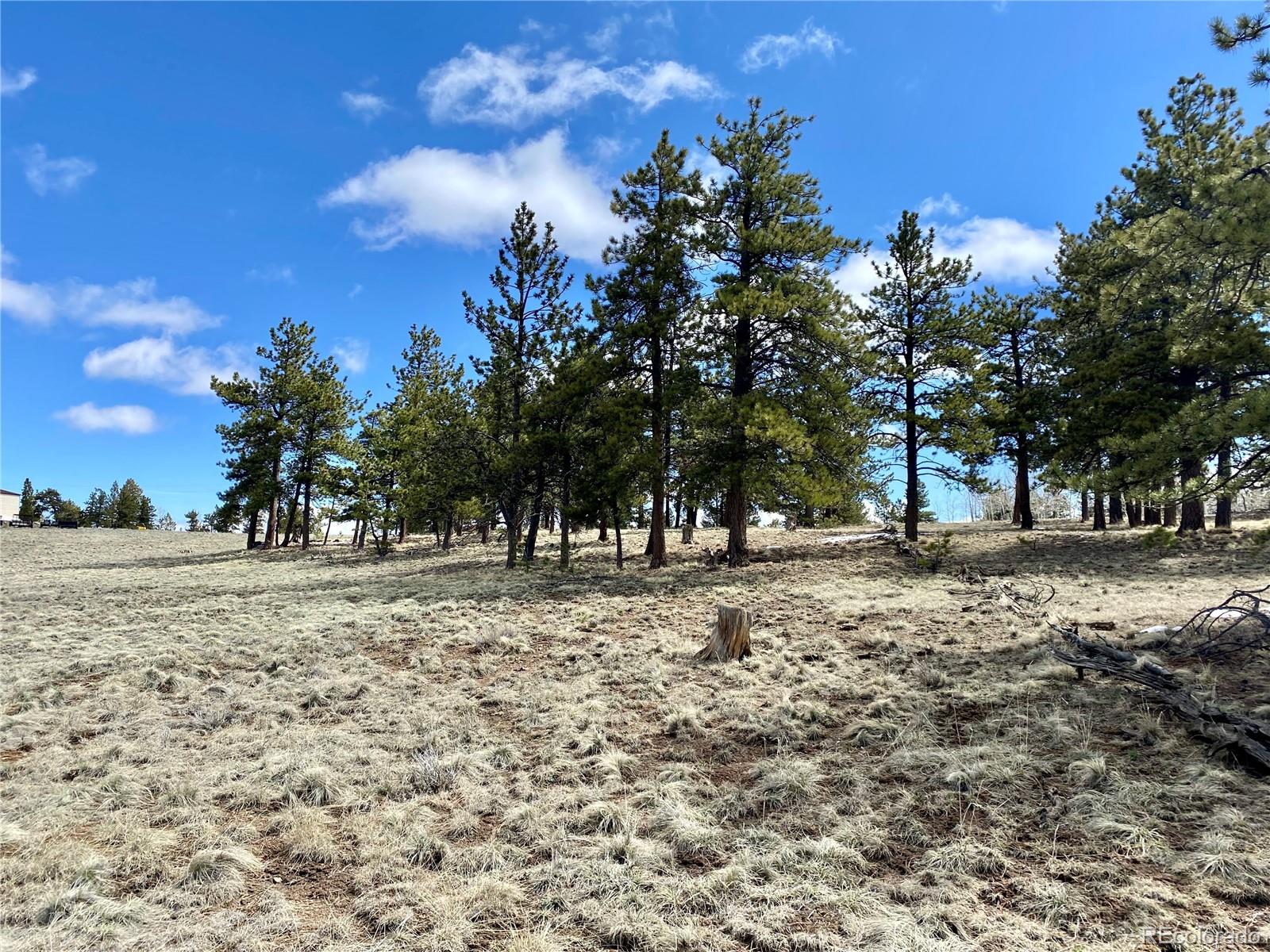 0 Oahu Road Hartsel, CO 80449 - Photo 32 of 47 a view of a trees in a yard
