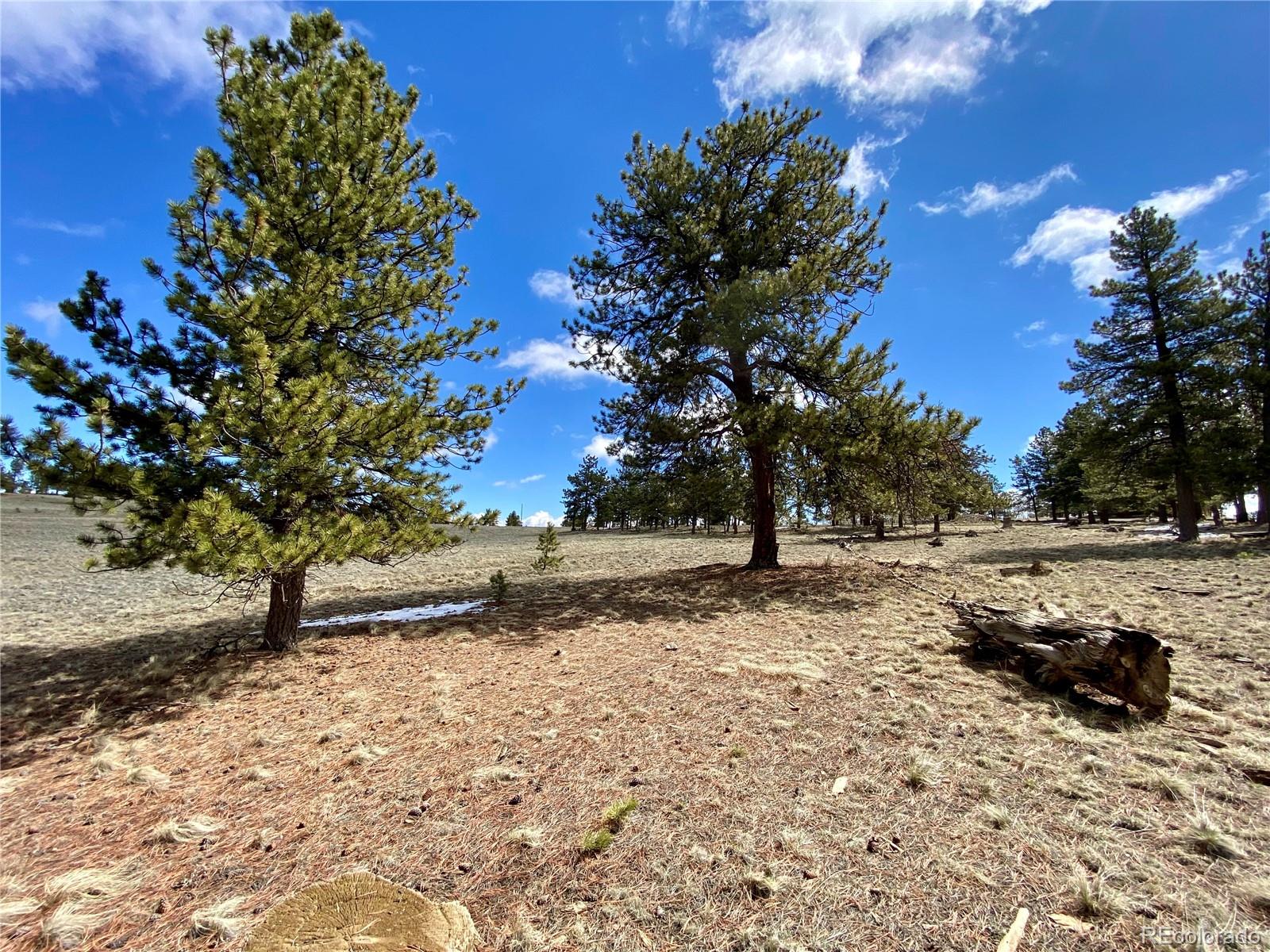 0 Oahu Road Hartsel, CO 80449 - Photo 40 of 47 a view of dirt yard with a tree