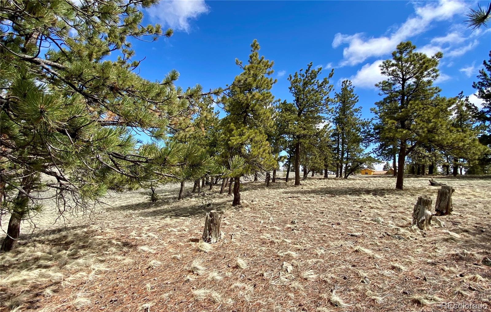 0 Oahu Road Hartsel, CO 80449 - Photo 42 of 47 a tree in the middle of a yard
