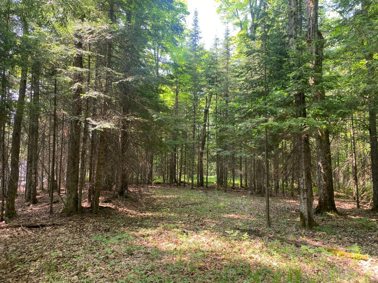 Tbd State Line Lake Road East, Unit 18 & 19 Marenisco, MI 49947 - Photo 11 of 27 Gallery Image 11