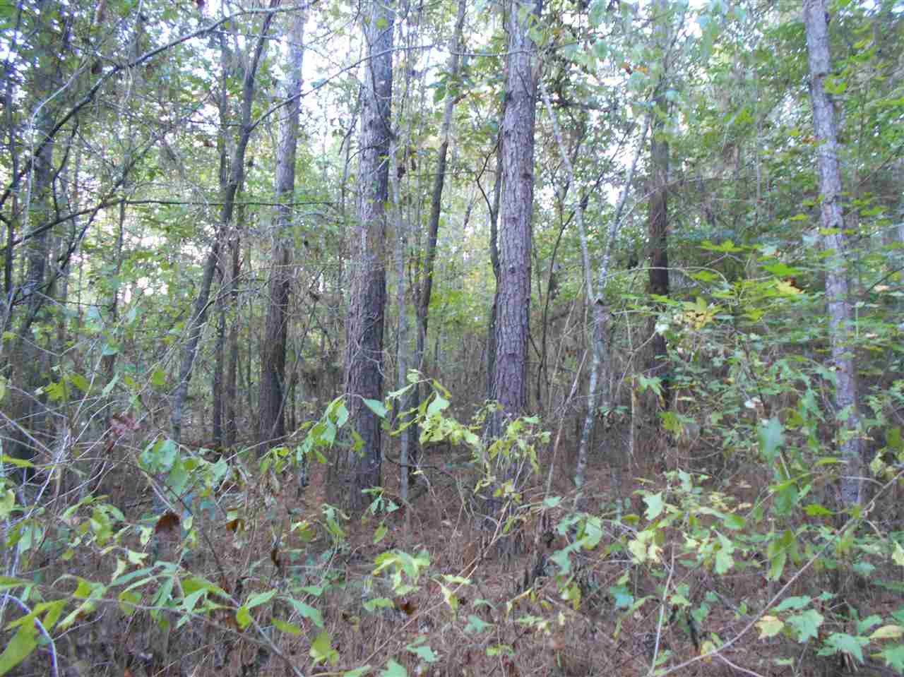 503 Walter Jones Road Mendenhall, MS 39114 - Photo 8 of 17 Photo 8