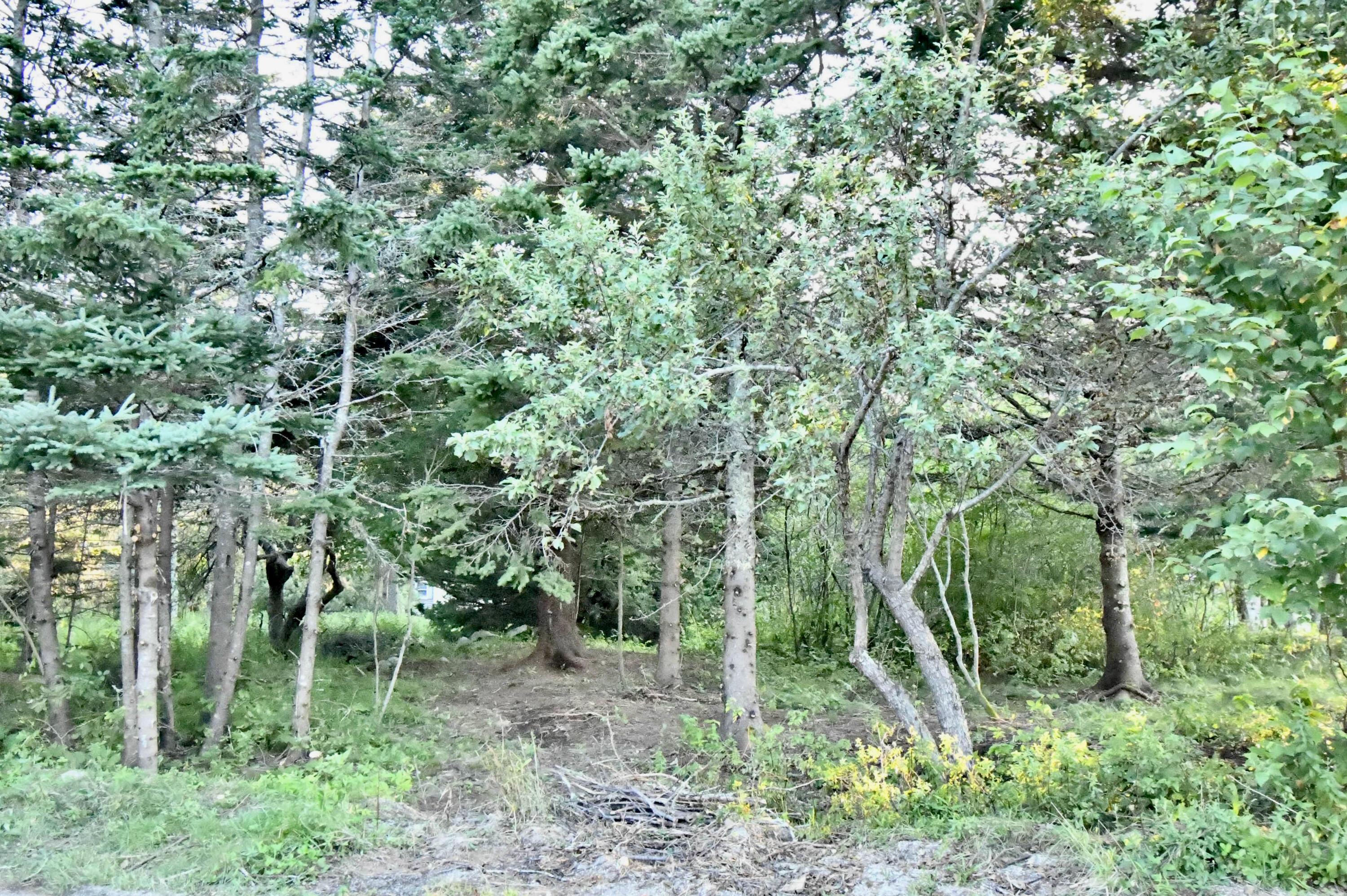 16 Eaton Point Road Deer Isle, ME 04627 - Photo 44 of 62 D54F7D19-73B6-4871-882C-EE6289FD54DD_1_2