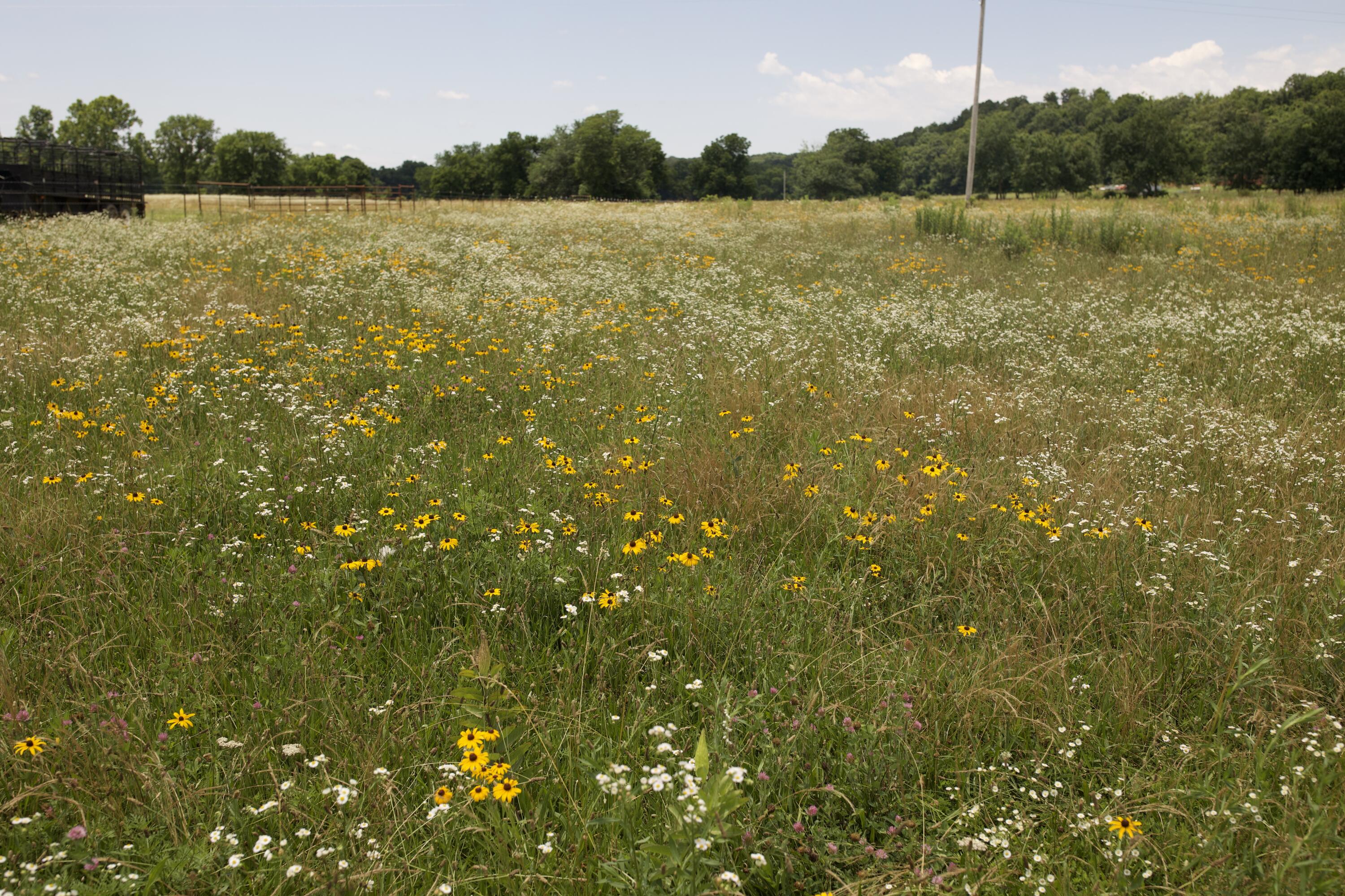 540 Reindeer Road Neosho, MO 64850 - Photo 86 of 125 340A8308 copy