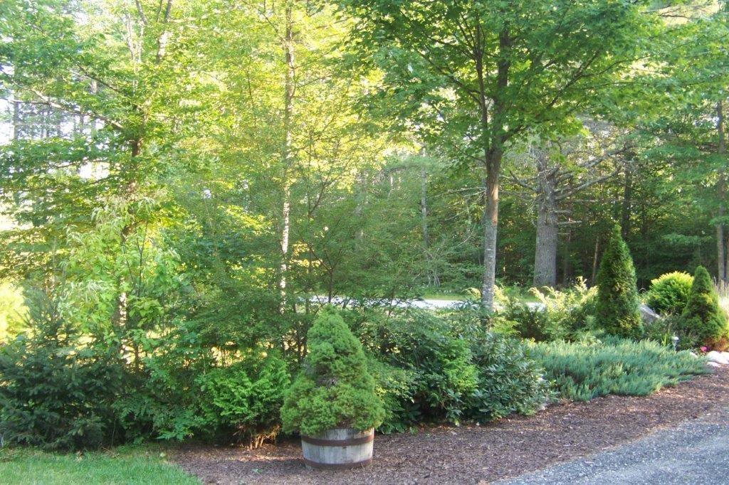 393 Sanborn Road West Newfield, ME 04095 - Photo 6 of 24 Landscaped front yard