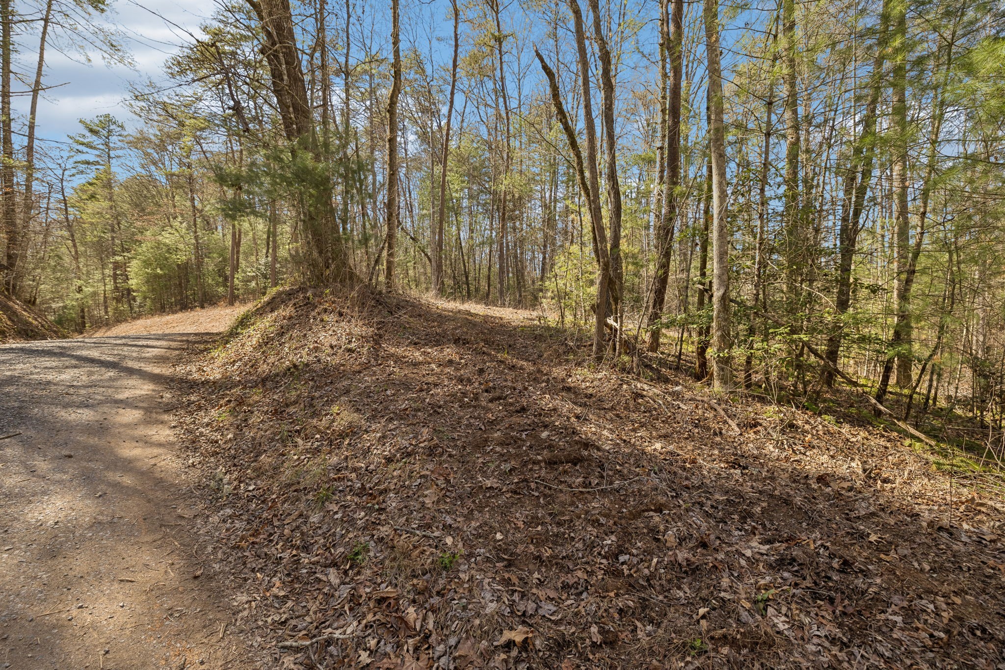 1489 Towee Pike Reliance, TN 37369 - Photo 2 of 17 a view of backyard with green space