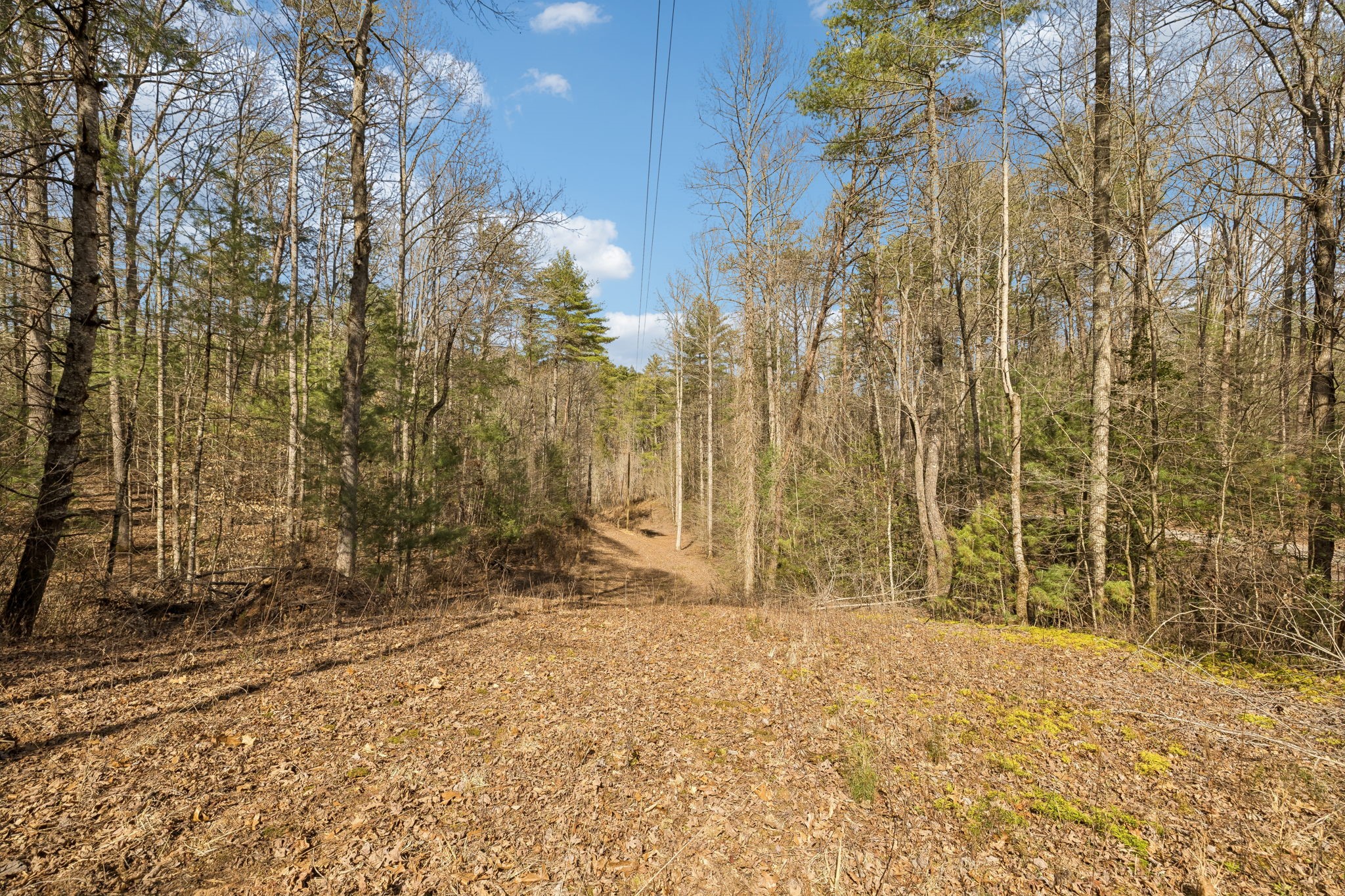 1489 Towee Pike Reliance, TN 37369 - Photo 3 of 17 a view of a yard with trees