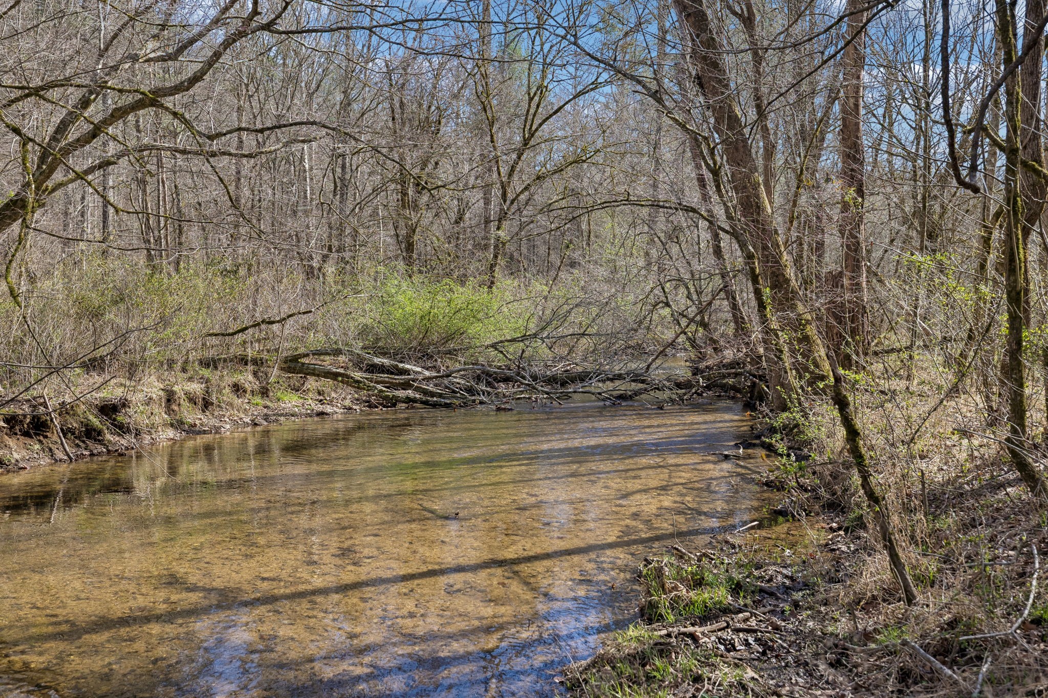 1489 Towee Pike Reliance, TN 37369 - Photo 5 of 17 a view of a yard with an trees