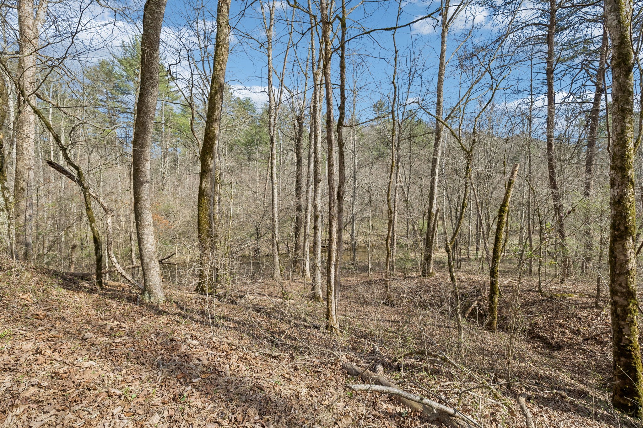 1489 Towee Pike Reliance, TN 37369 - Photo 6 of 17 a view of a outdoor space