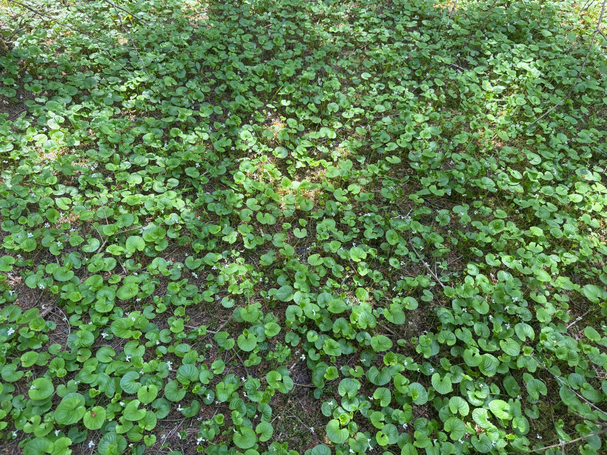 Tbd-20-ac Sleepy Hollow Road Fort Ripley, MN 56449 - Photo 27 of 27