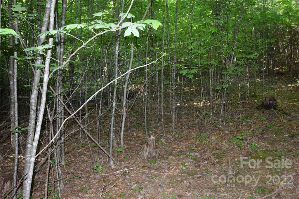 0 Thompson Road Spruce Pine, NC 28777 - Photo 11 of 19 Gallery Image 11