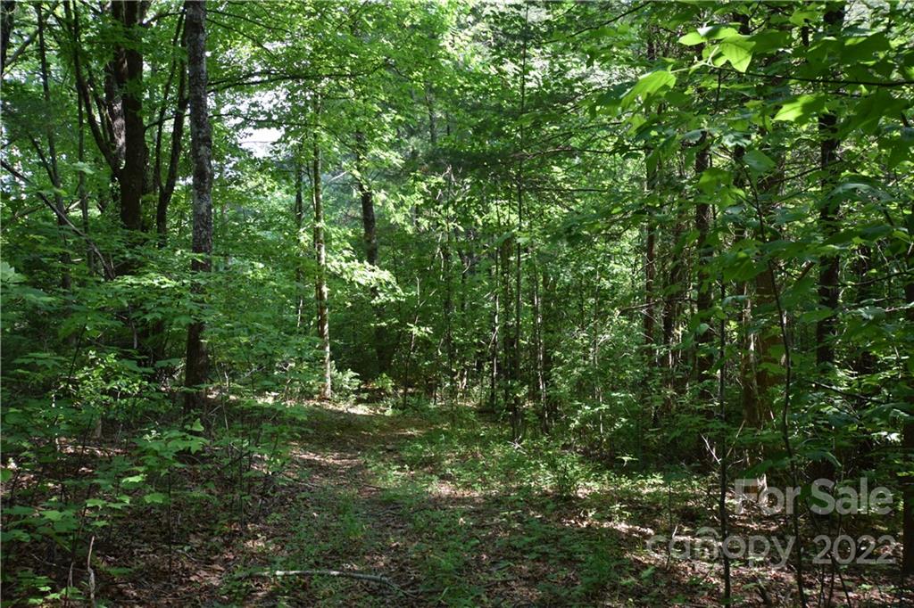 0 Thompson Road Spruce Pine, NC 28777 - Photo 14 of 19 Gallery Image 14
