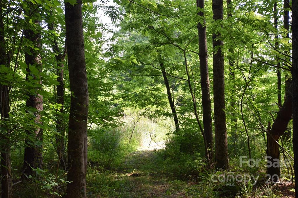 0 Thompson Road Spruce Pine, NC 28777 - Photo 17 of 19 Gallery Image 17