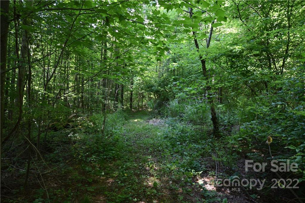 0 Thompson Road Spruce Pine, NC 28777 - Photo 3 of 19 Gallery Image 3