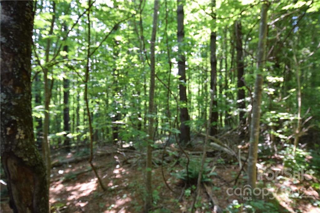 0 Thompson Road Spruce Pine, NC 28777 - Photo 4 of 19 Gallery Image 4