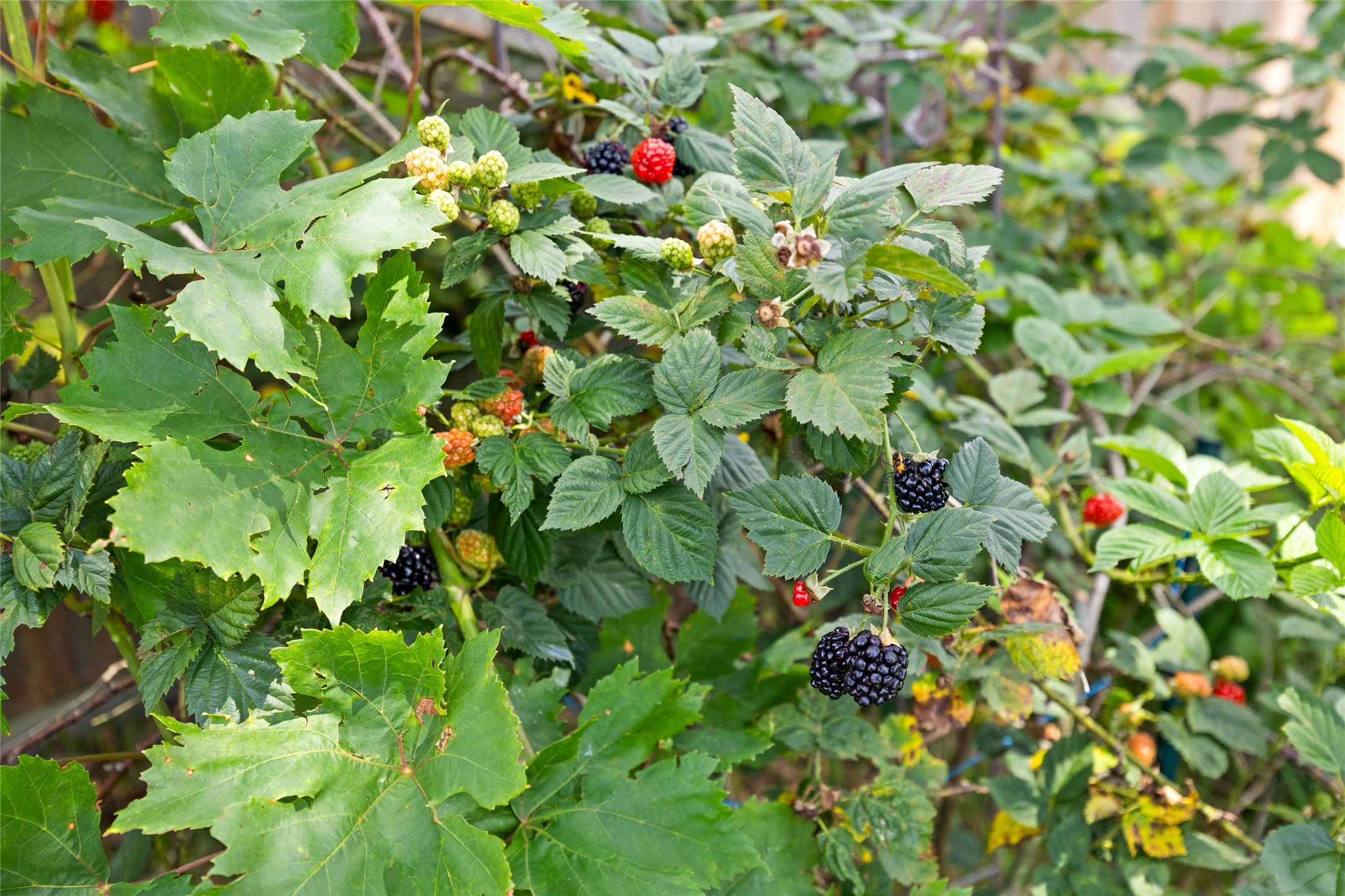 252 Scarlet Maple Way Conroe, TX 77318 - Photo 25 of 37 Homegrown berries for the picking!